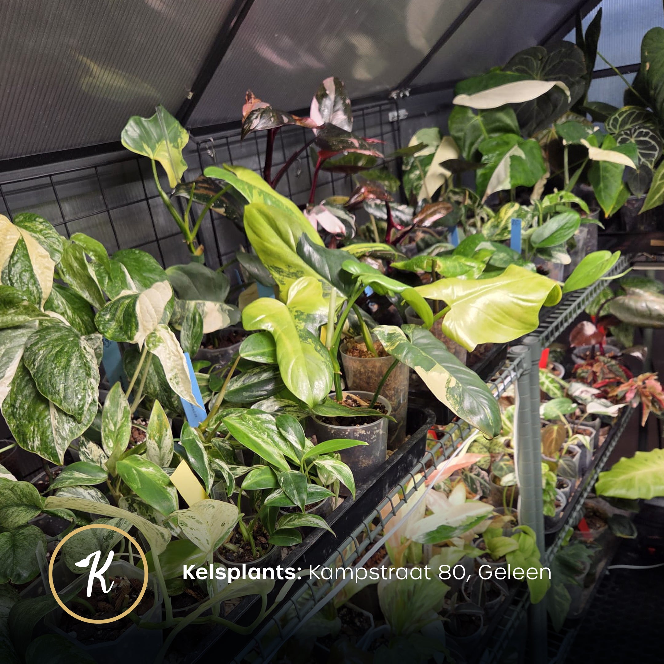 Open House - Free Entry Ticket