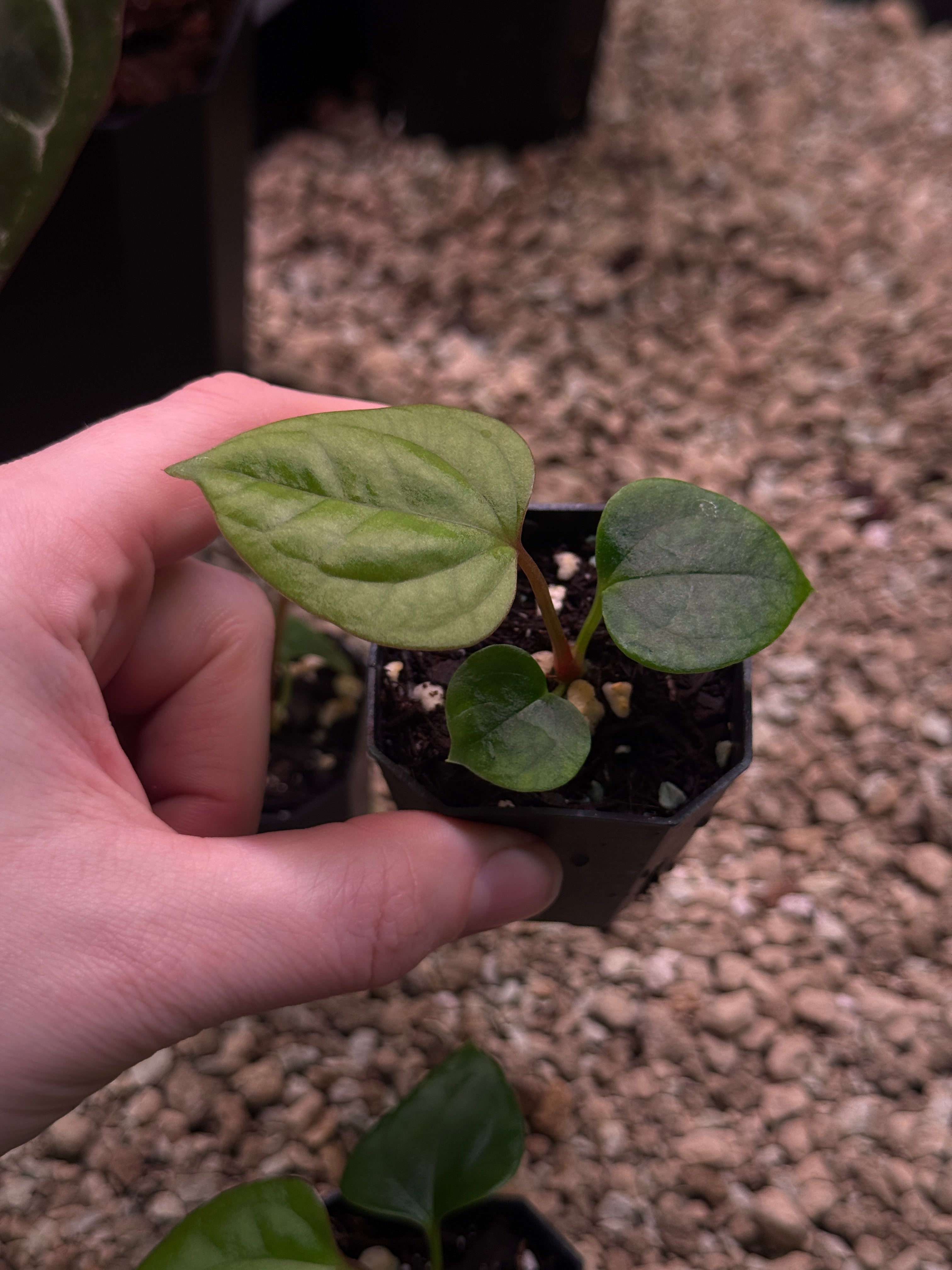 Anthurium (Dark Phoenix x Goliath) x (sp. Napo x Luxurians)