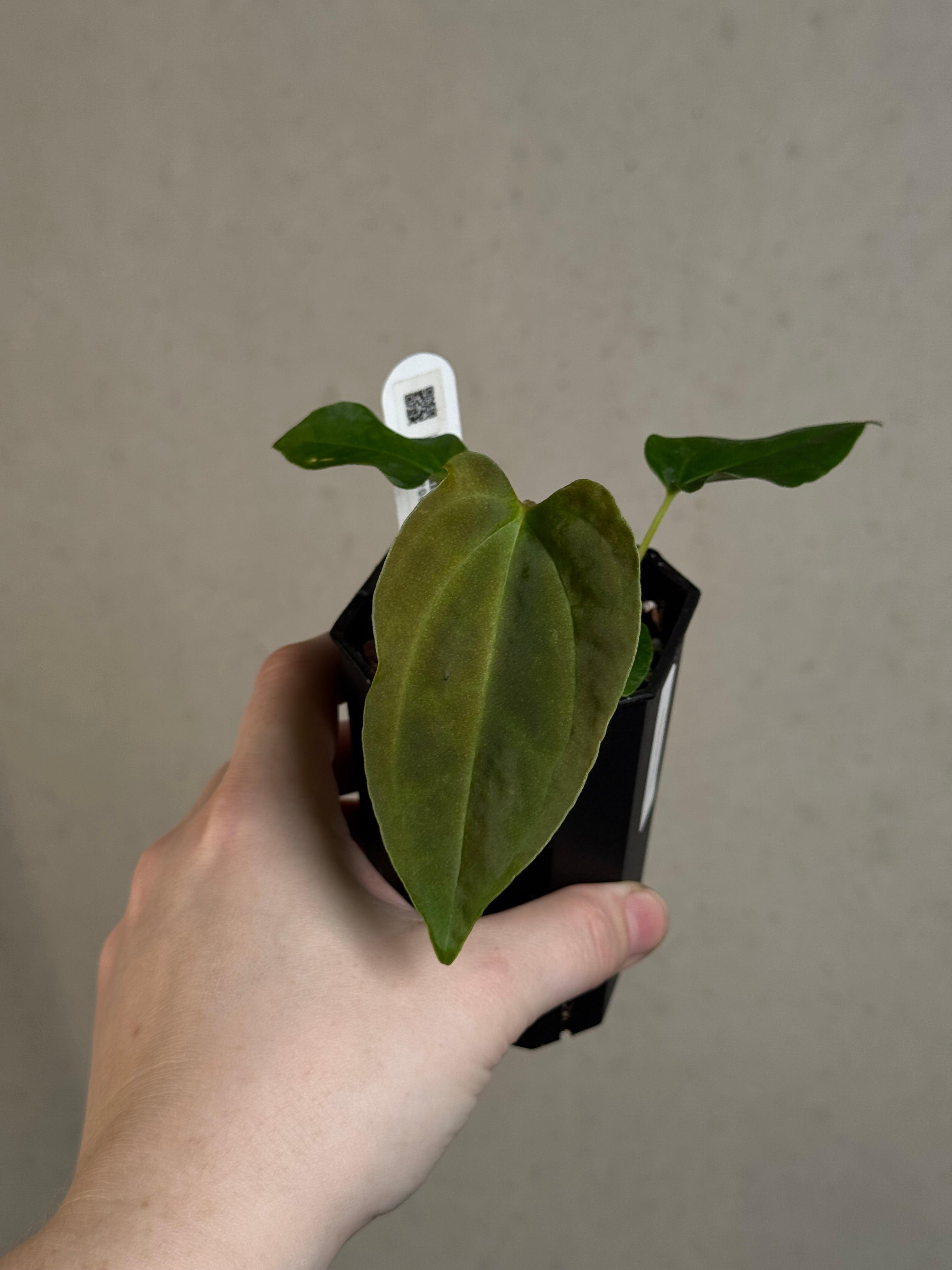 Anthurium (FSxRL) x (RLxFS)