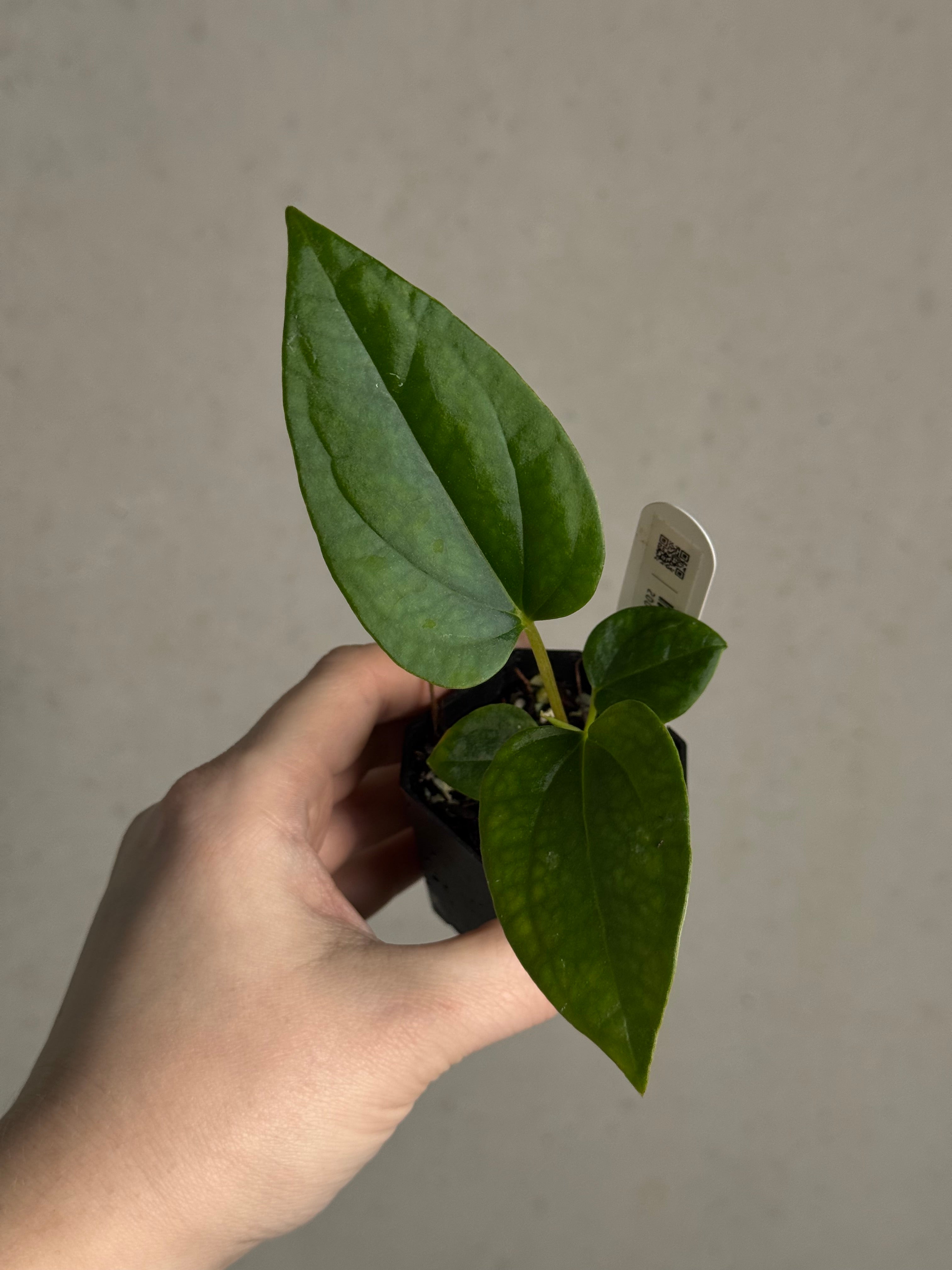 Anthurium Mr. Worldwide x Debile