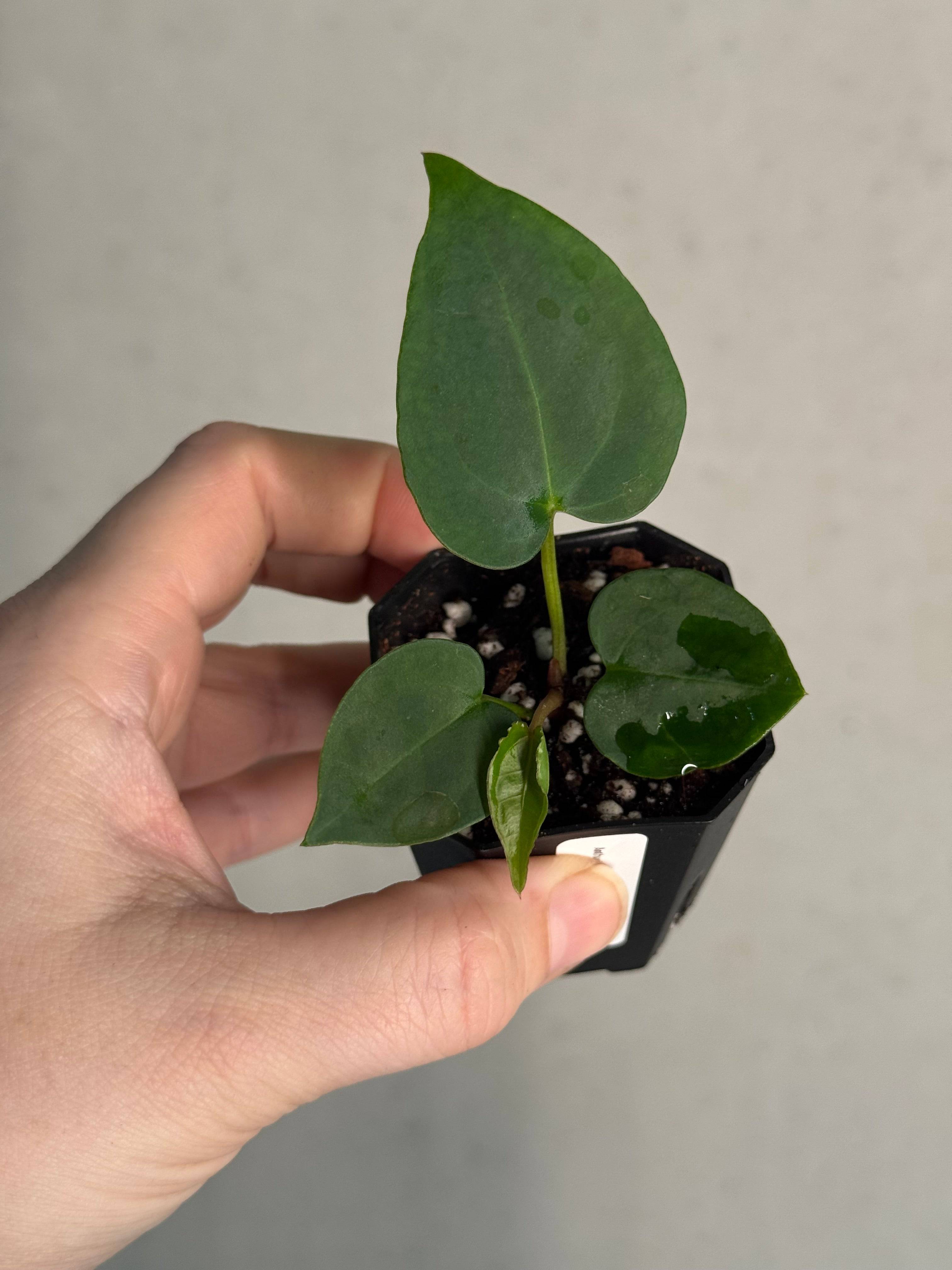 Anthurium (Goliath x Dark Phoenix) x Michelle - SMUKHI