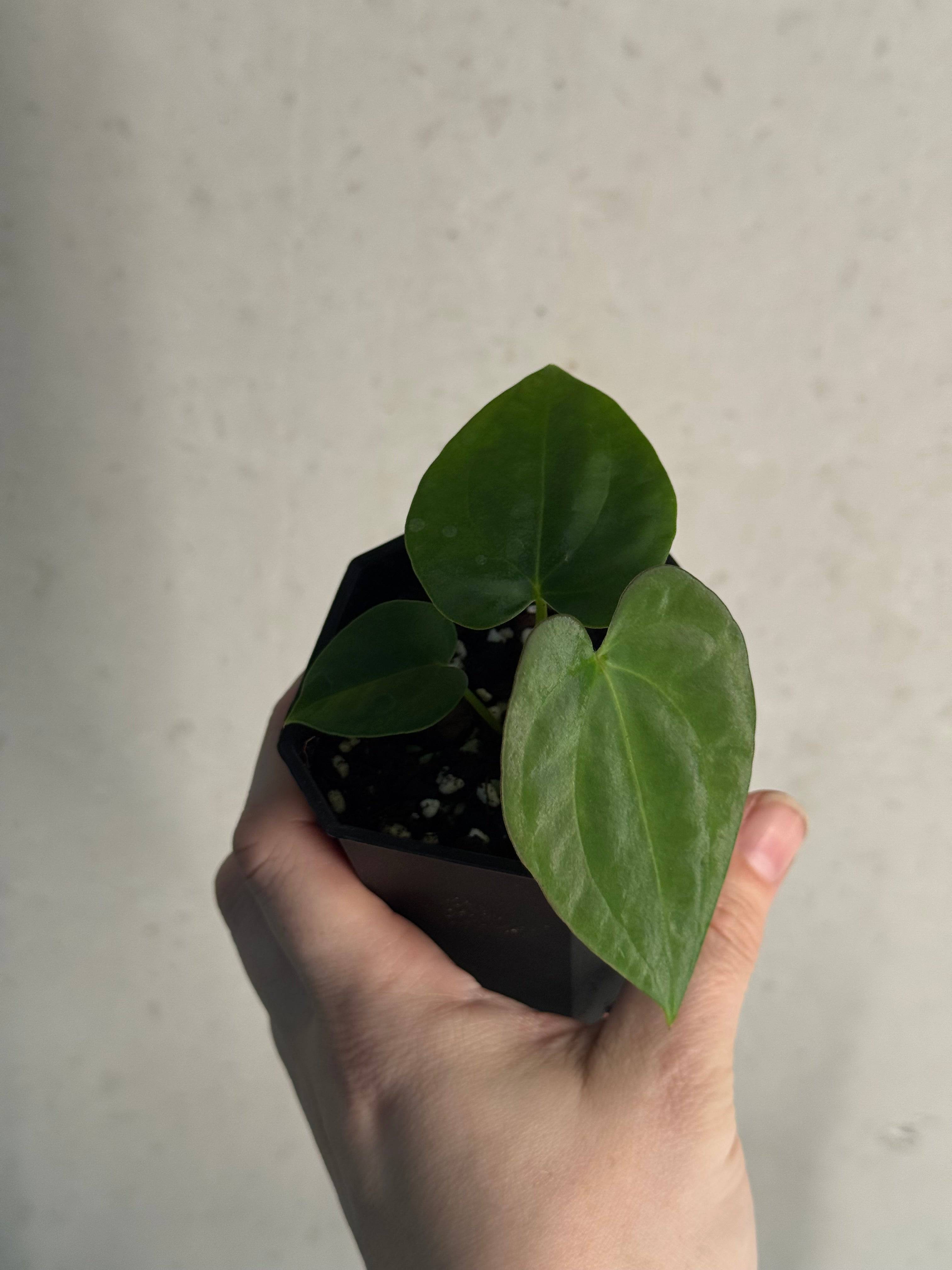 Anthurium Papillilaminum 'Guna Yala' x BVEP (‘Round’ x RA1) - SMUKHI