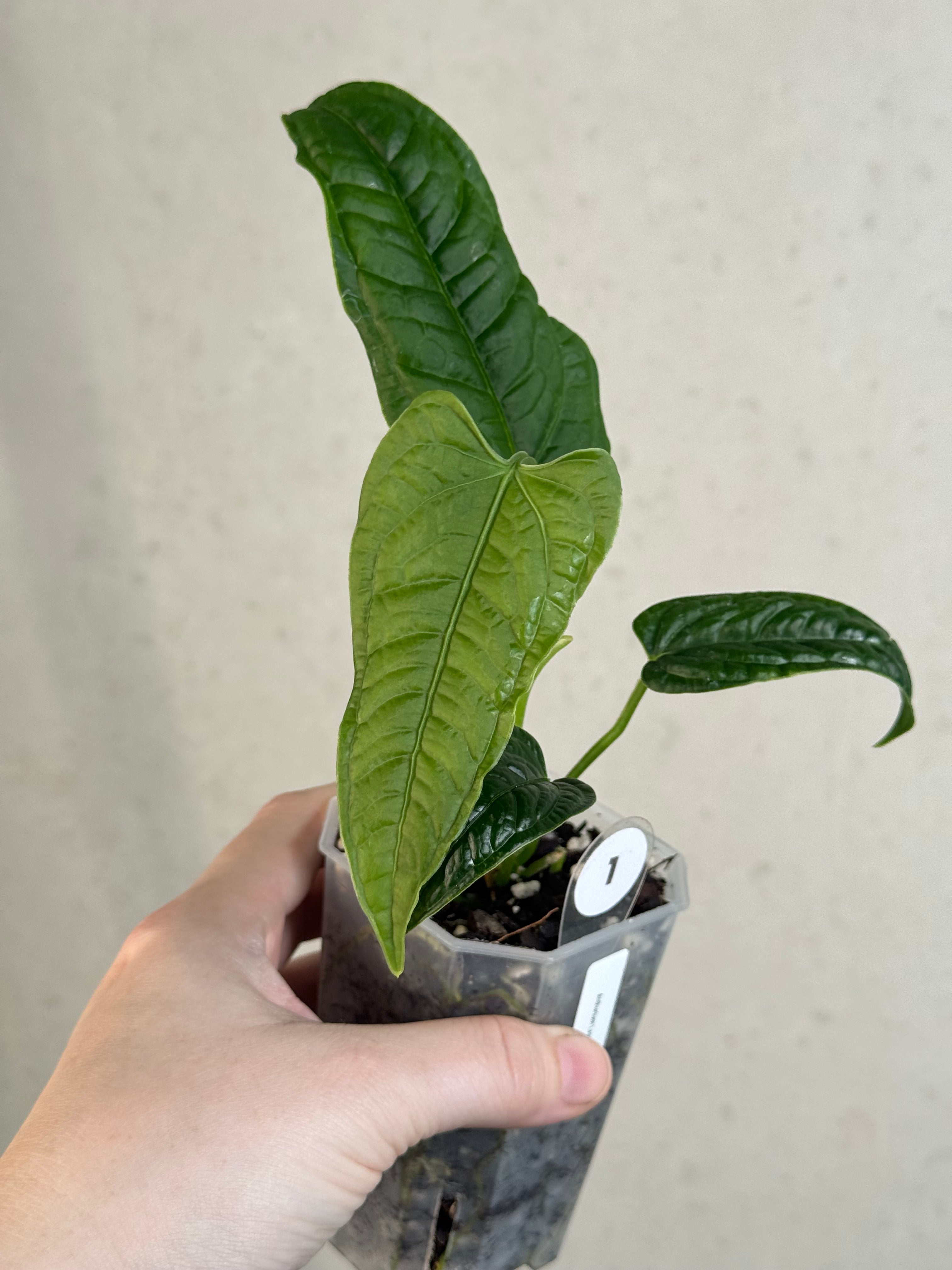 Anthurium Lappoanum S1