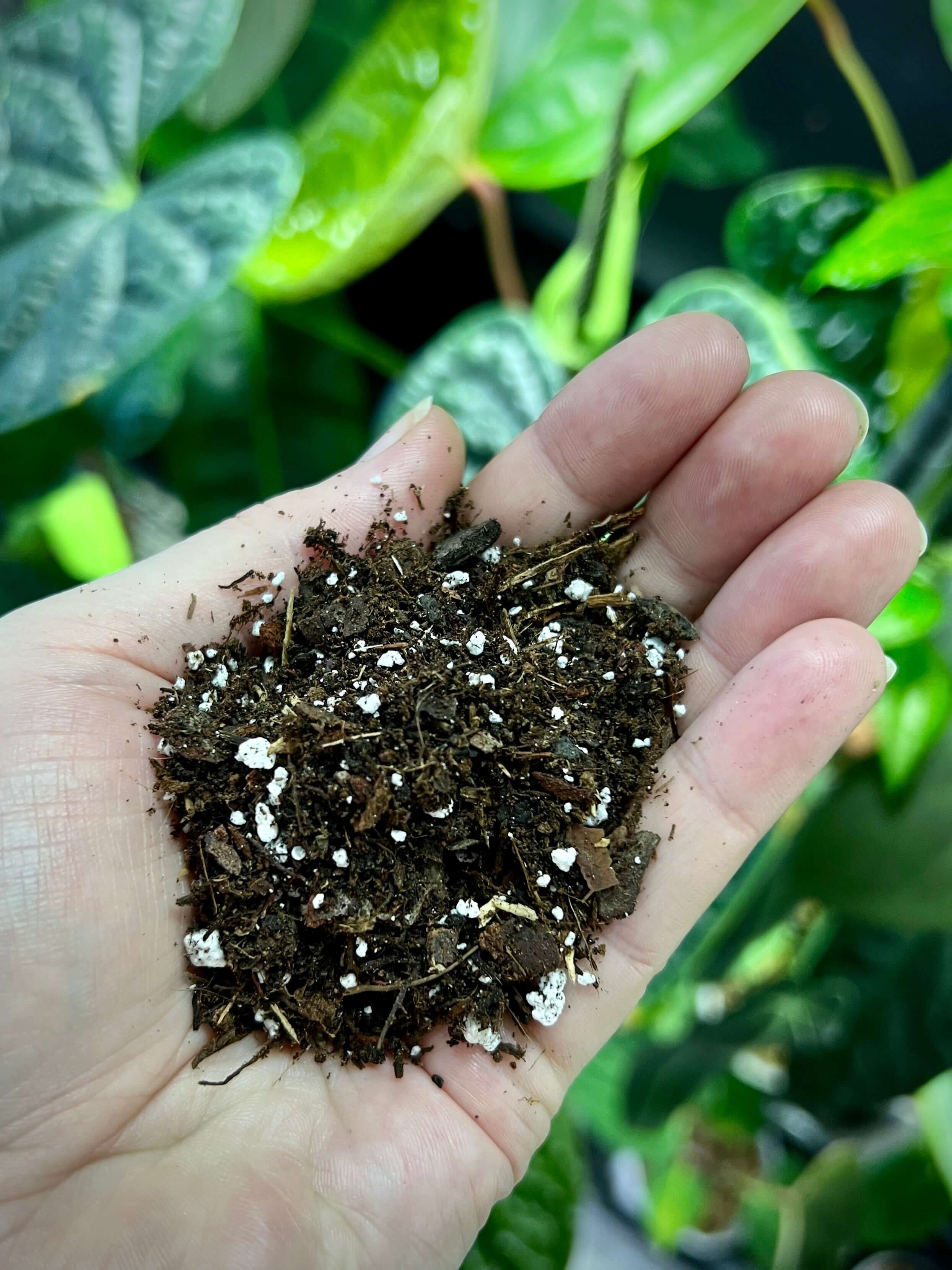 Fine Seedling Mix With Tree Fern - 2L - SMUKHI