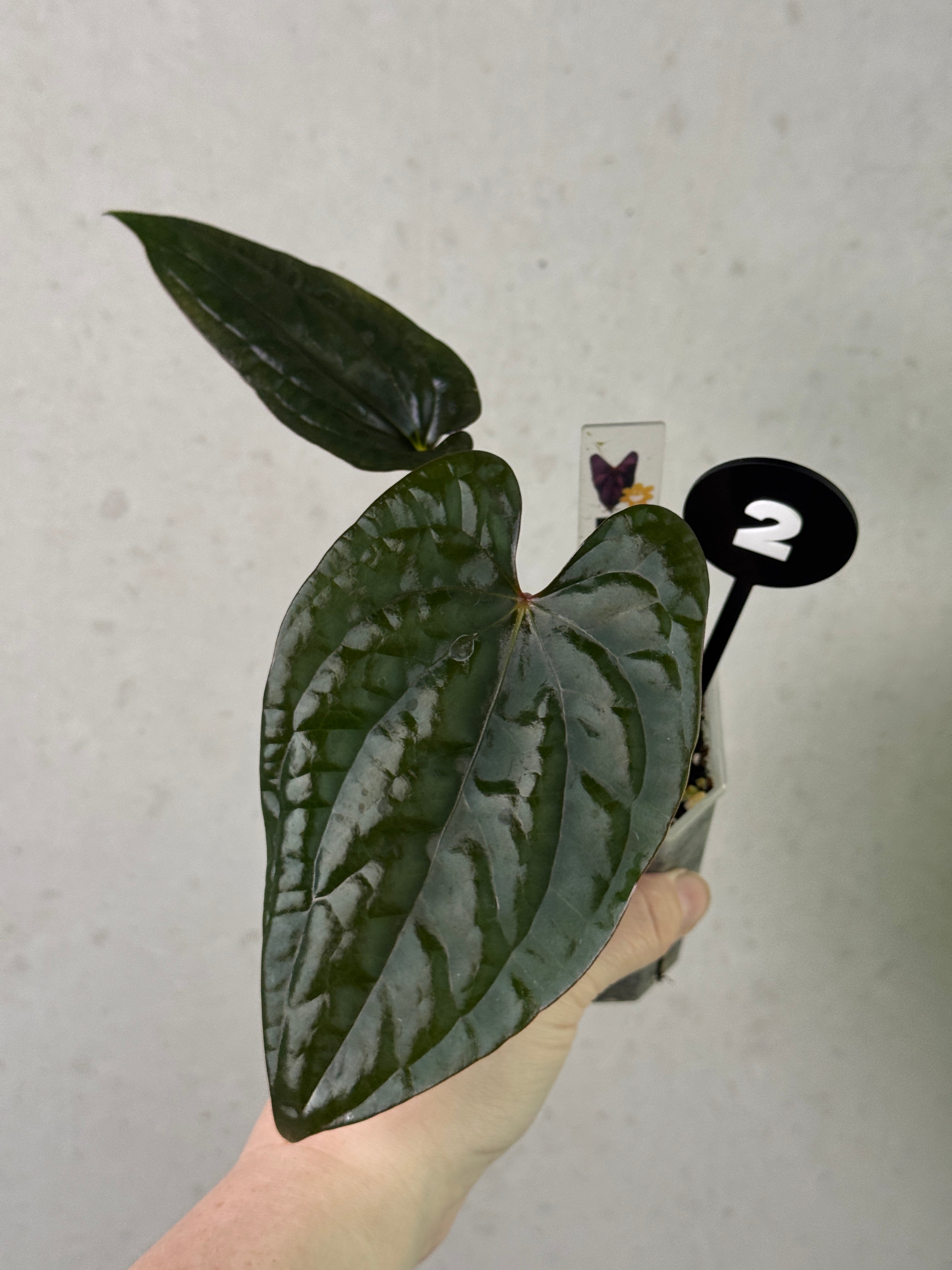 Anthurium RLxFS 'Rouge' x Luxurians plant by Mathiux Aroid with lush green leaves and vibrant red spathes in a garden setting.