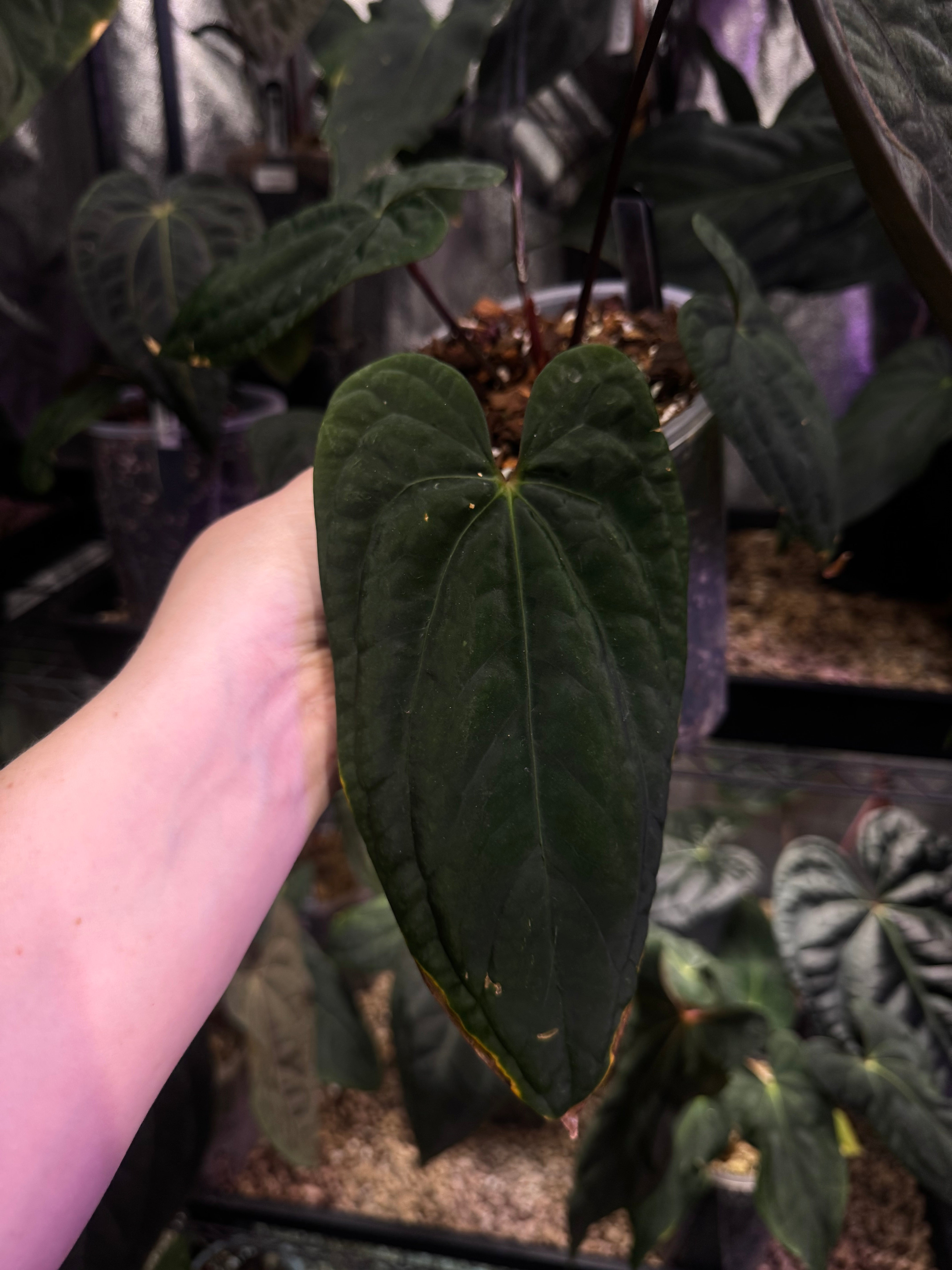 NFS: Anthurium ‘Sherpa’ (Dark Phoenix x RVDP) #2