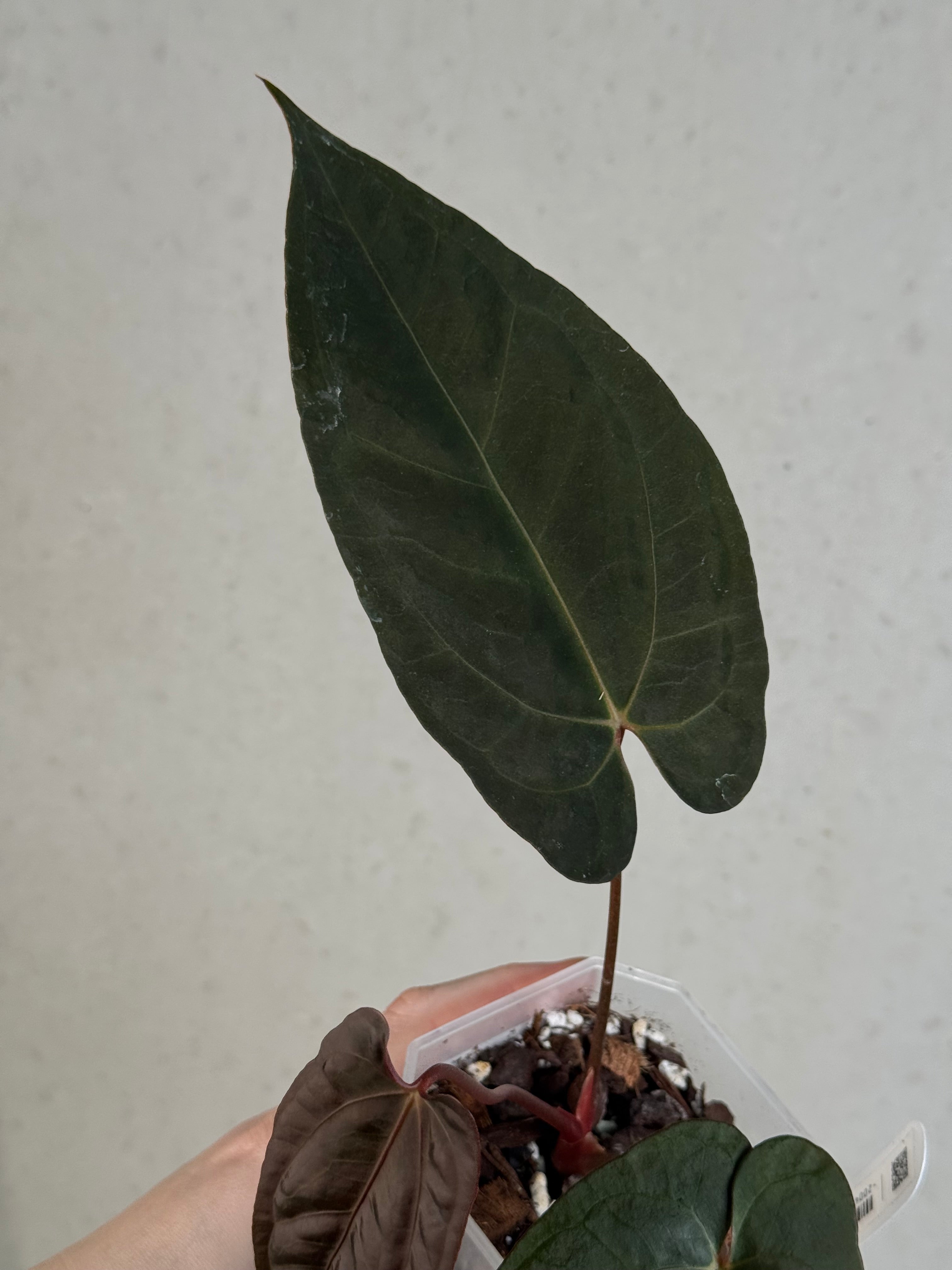 Anthurium Fort Sherman x Papillilaminum XOne