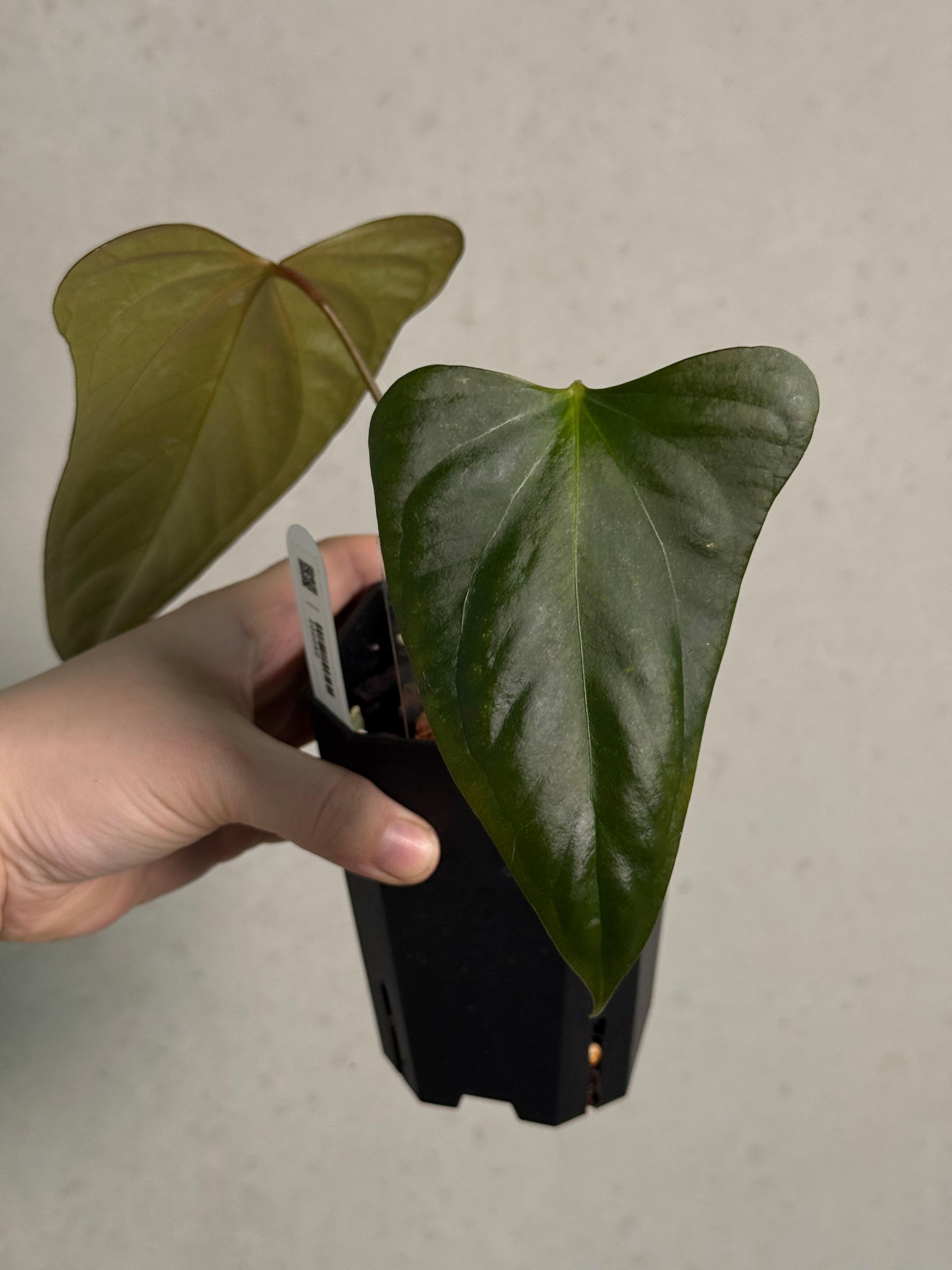 Anthurium Indo Portillae - Clone
