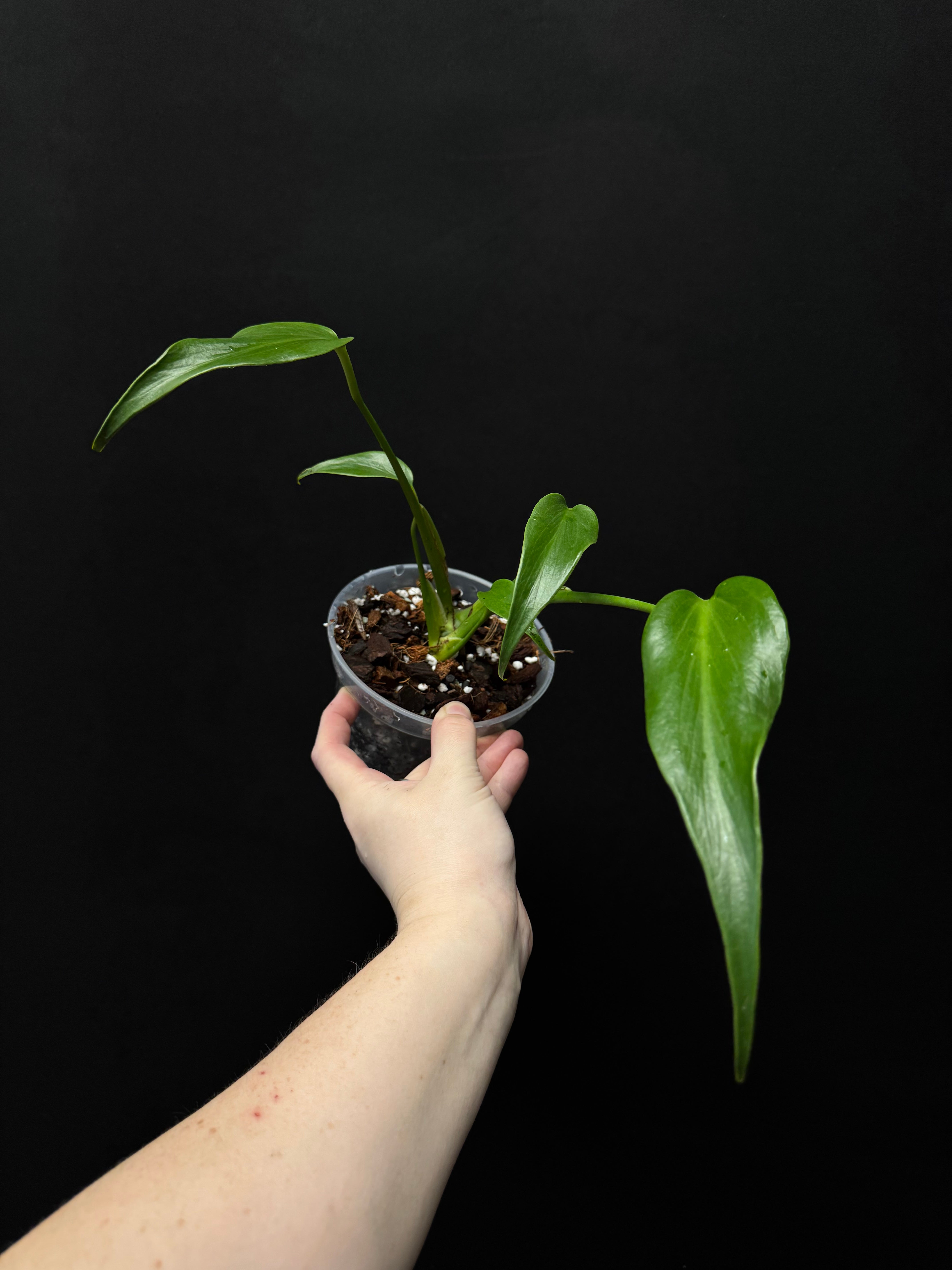 Clearance Sale -50% off - Various plants