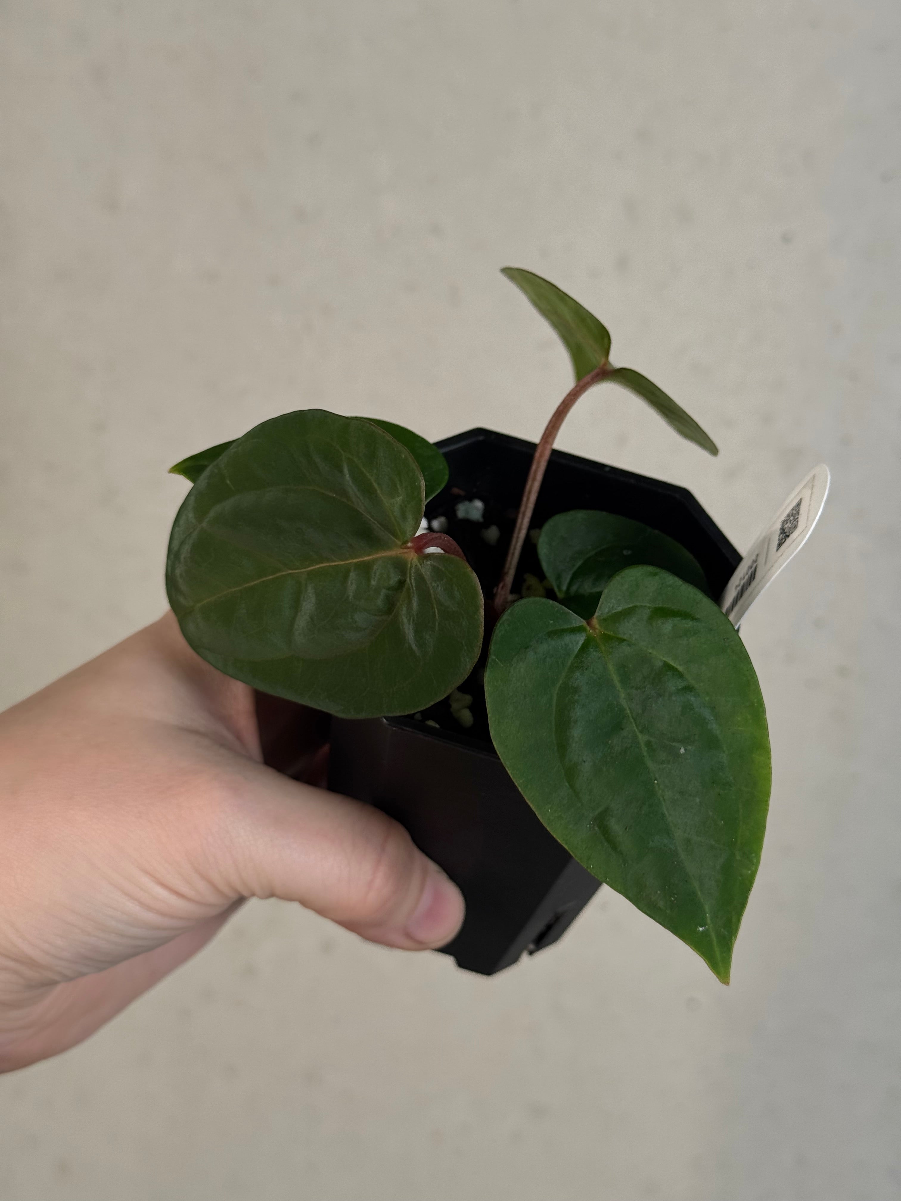 Anthurium Dark Phoenix x Ace of Spades Dark Form