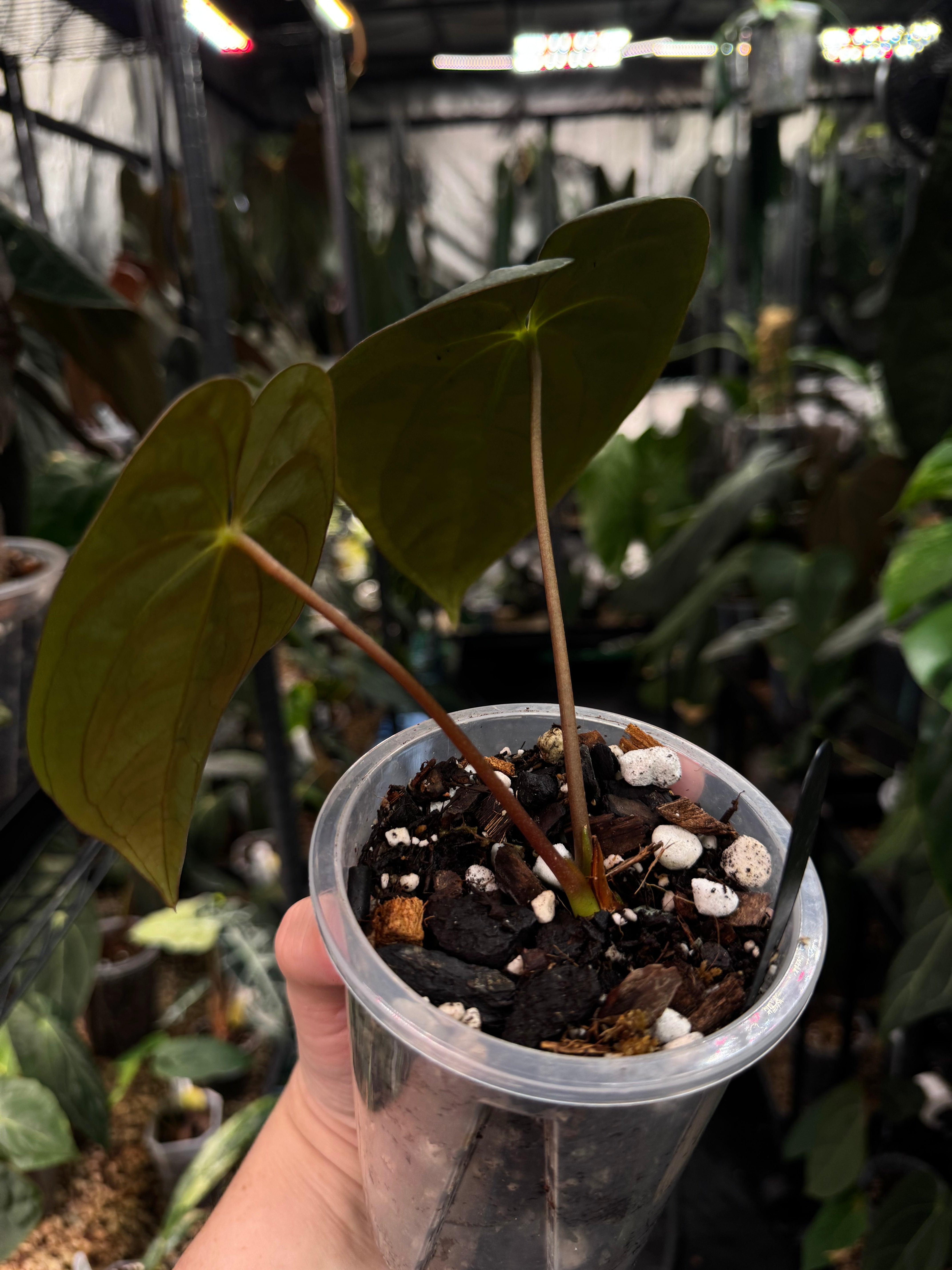 Anthurium Papillilaminum F1 'Lago Gatun'