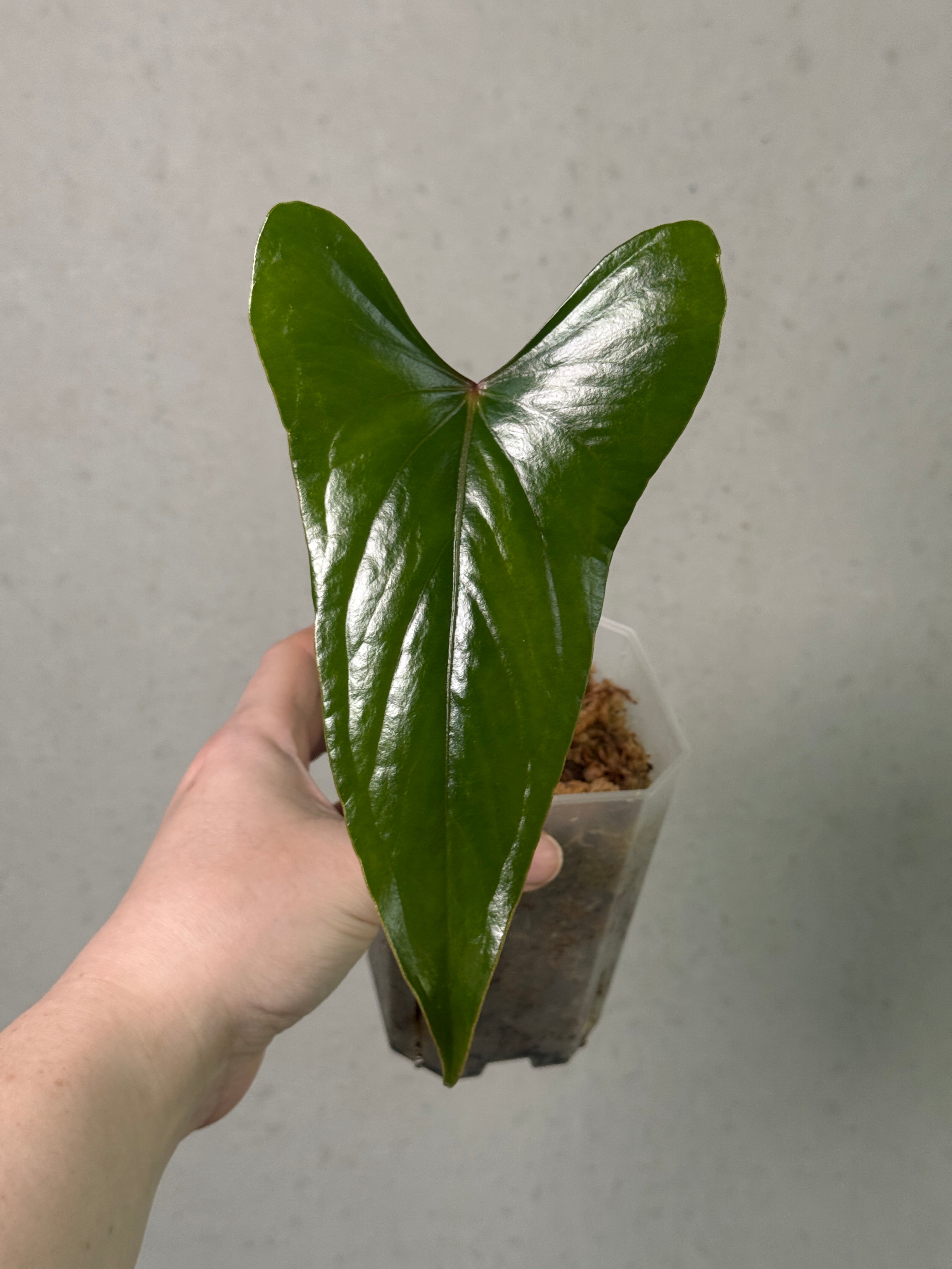 Anthurium sp. Napo clone plant with glossy green leaves and vibrant red flowers, displayed in a decorative pot by SMUKHI.