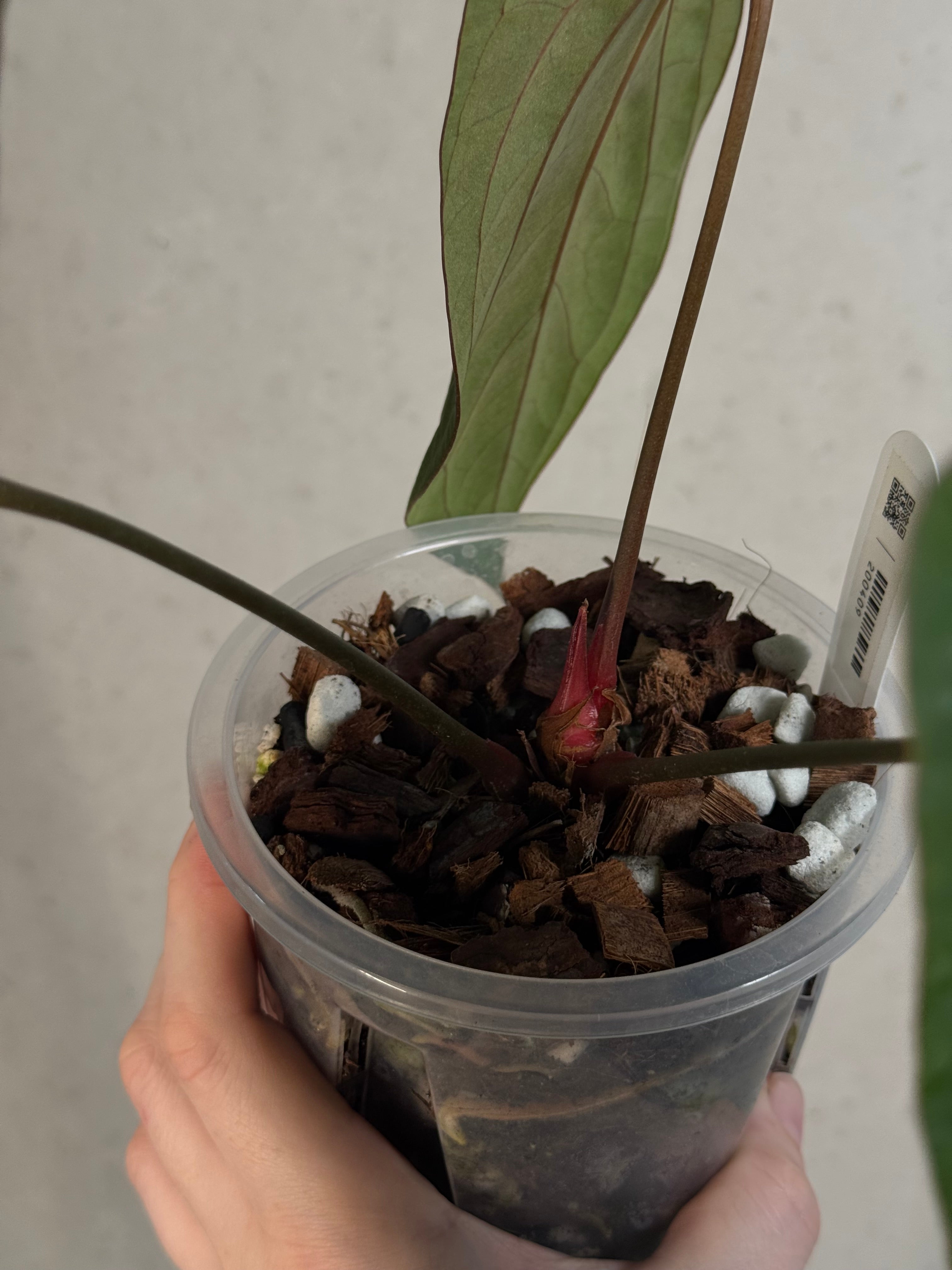 Anthurium ‘Lost Tag’