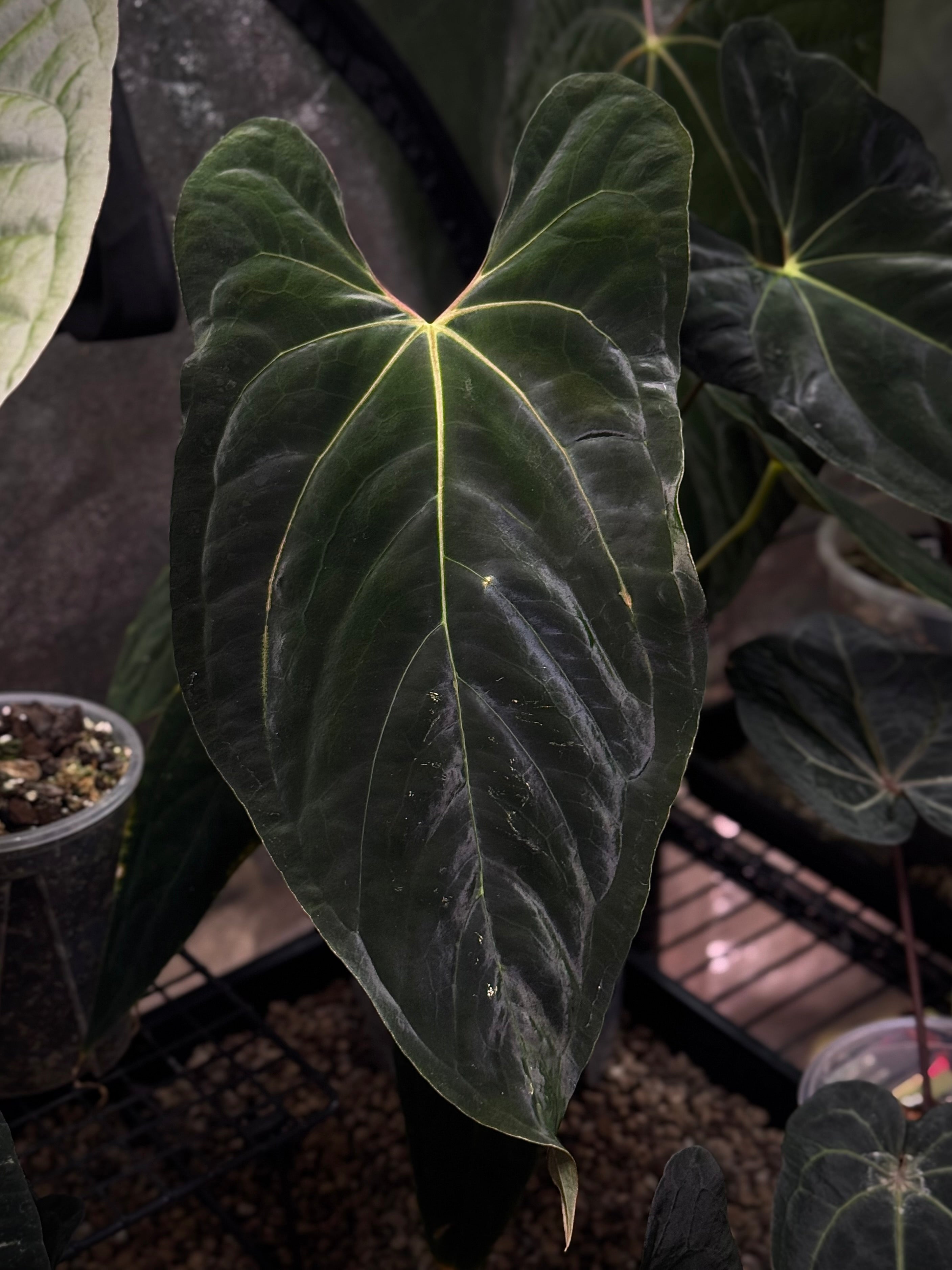 NFS: Anthurium Fort Sherman x 'Cobra' - SMUKHI