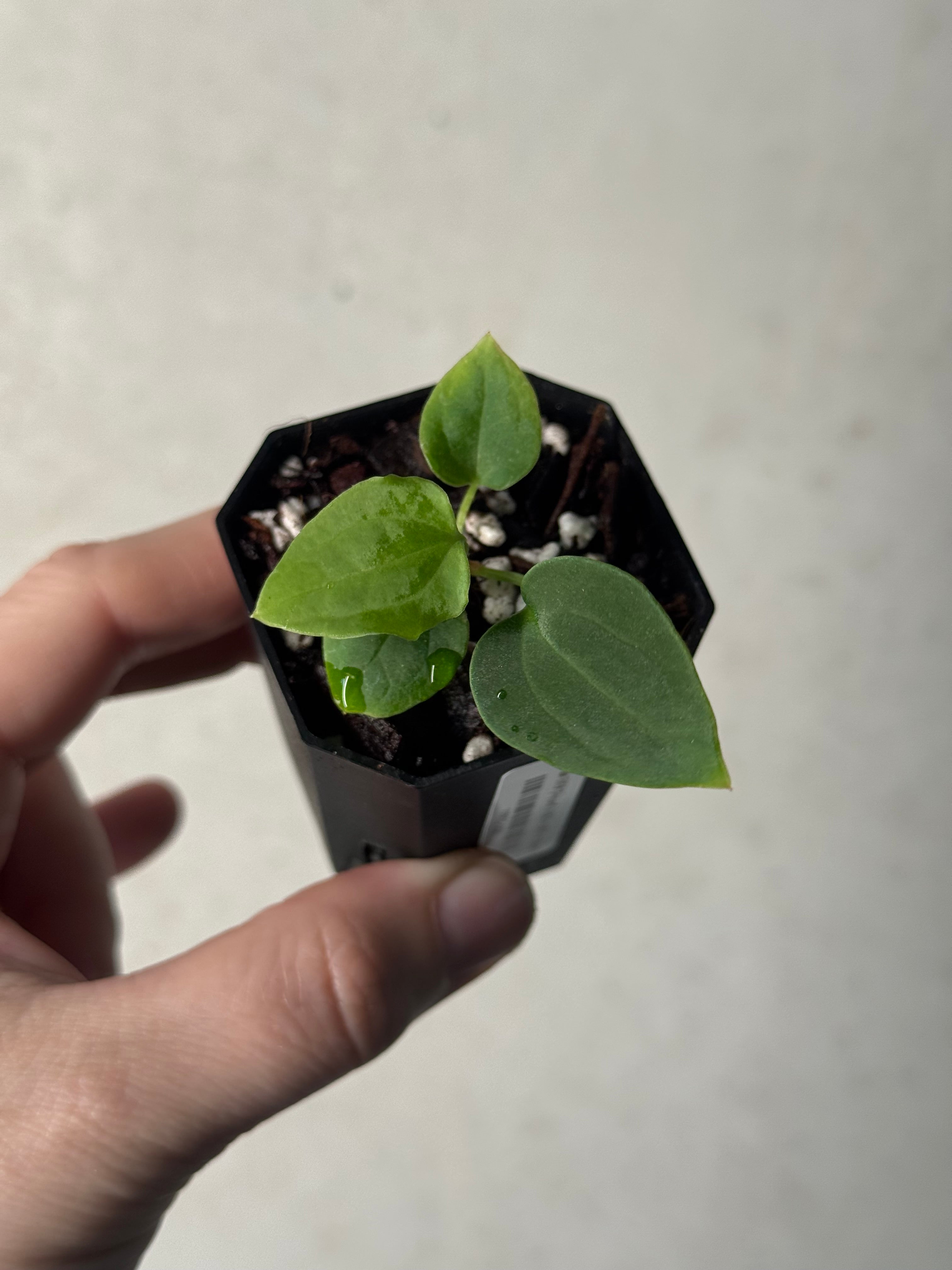 Anthurium BVEP ('Round' x RA1) x (WU1 x 'Oliver')