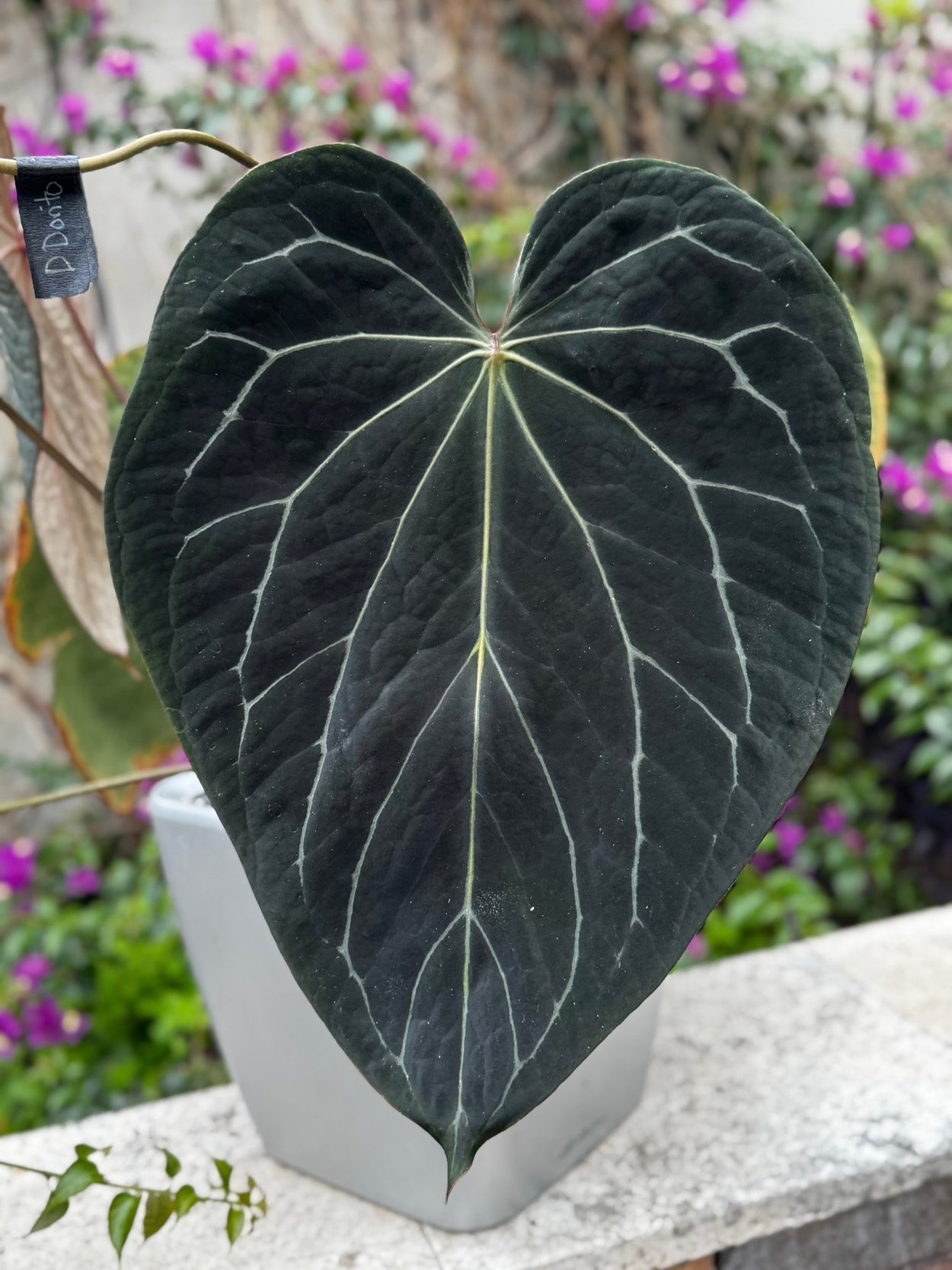 Anthurium Tim Anderson 'Stripey' plant by Granthuriums with vibrant green leaves and distinctive striped foliage.