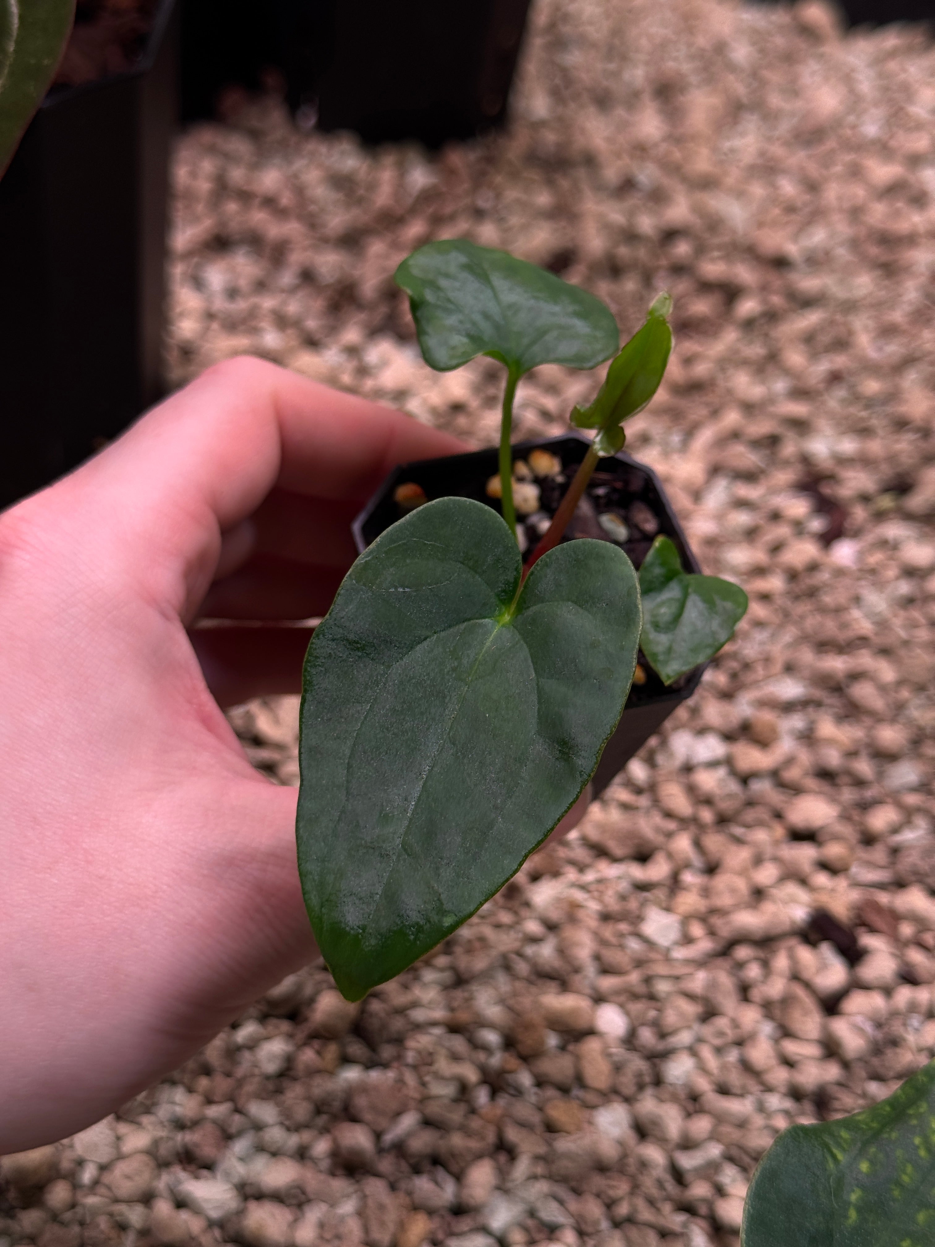 Anthurium Dressleri NSE 'Obsidian' x (Black x RG F2 Dark)
