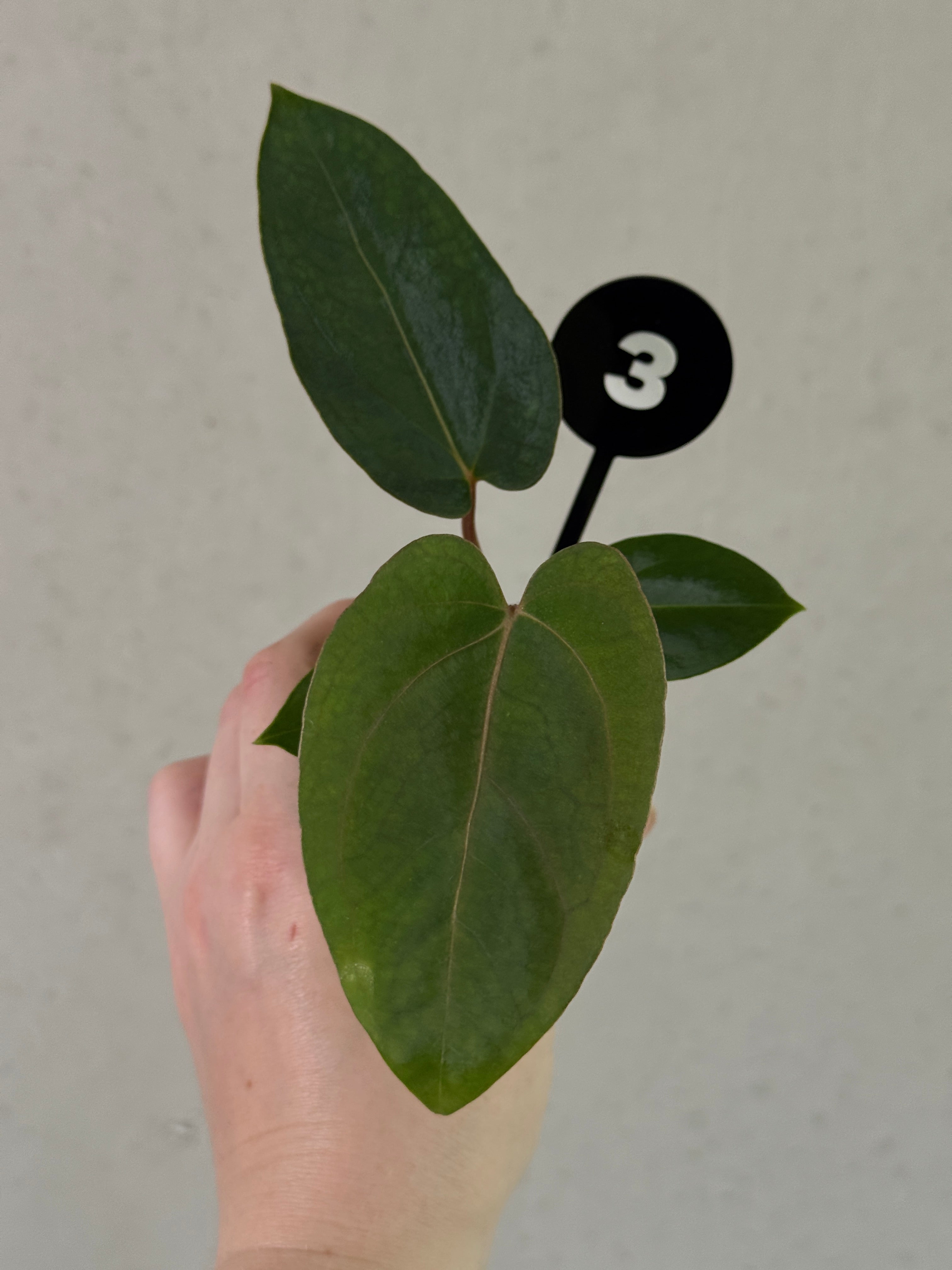 Anthurium plant from SMUKHI with dark green leaves and vibrant flowers, featuring a mix of Papillilaminum and Carlablackiae varieties.