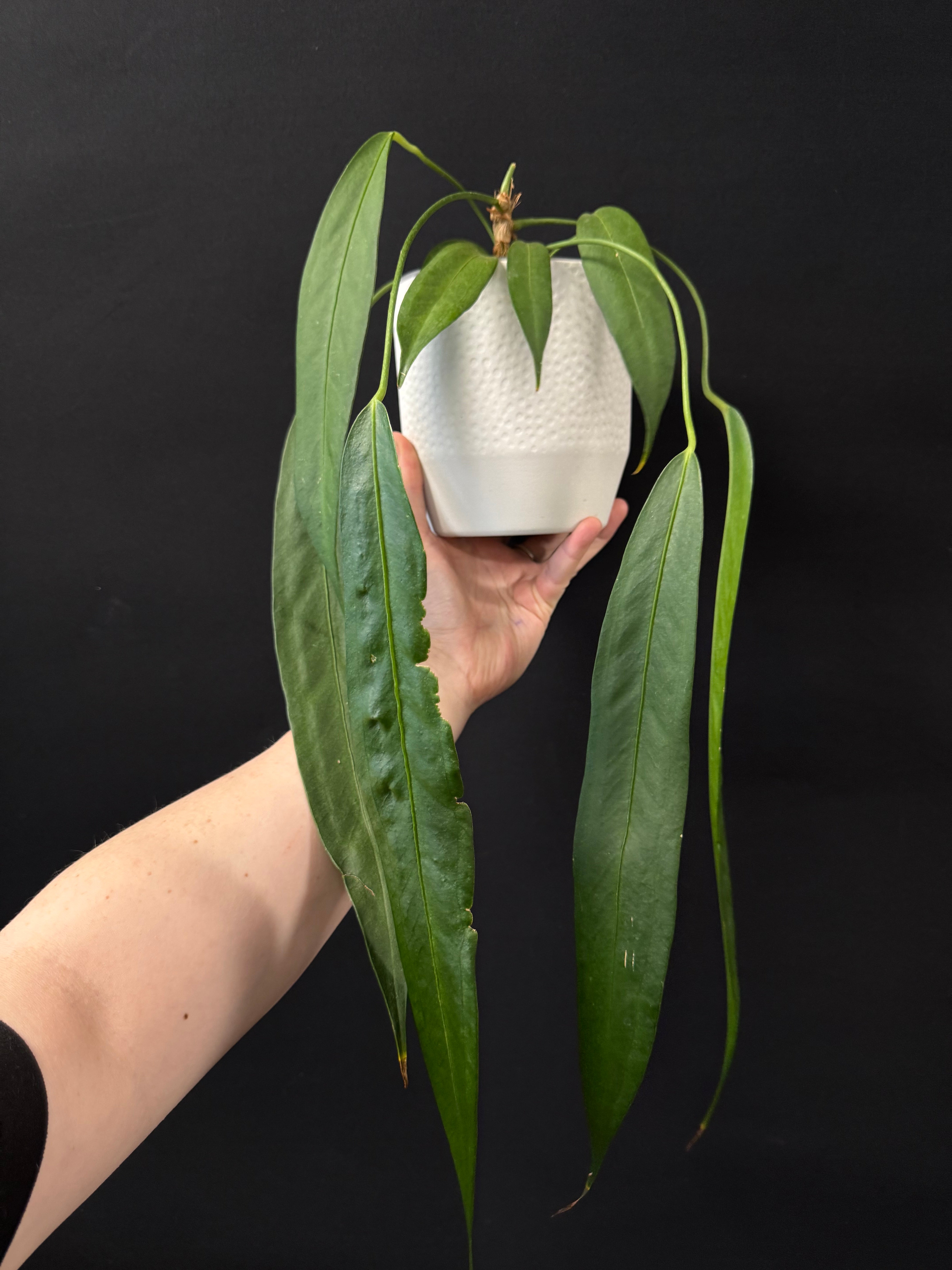 Anthurium Wendlingeri