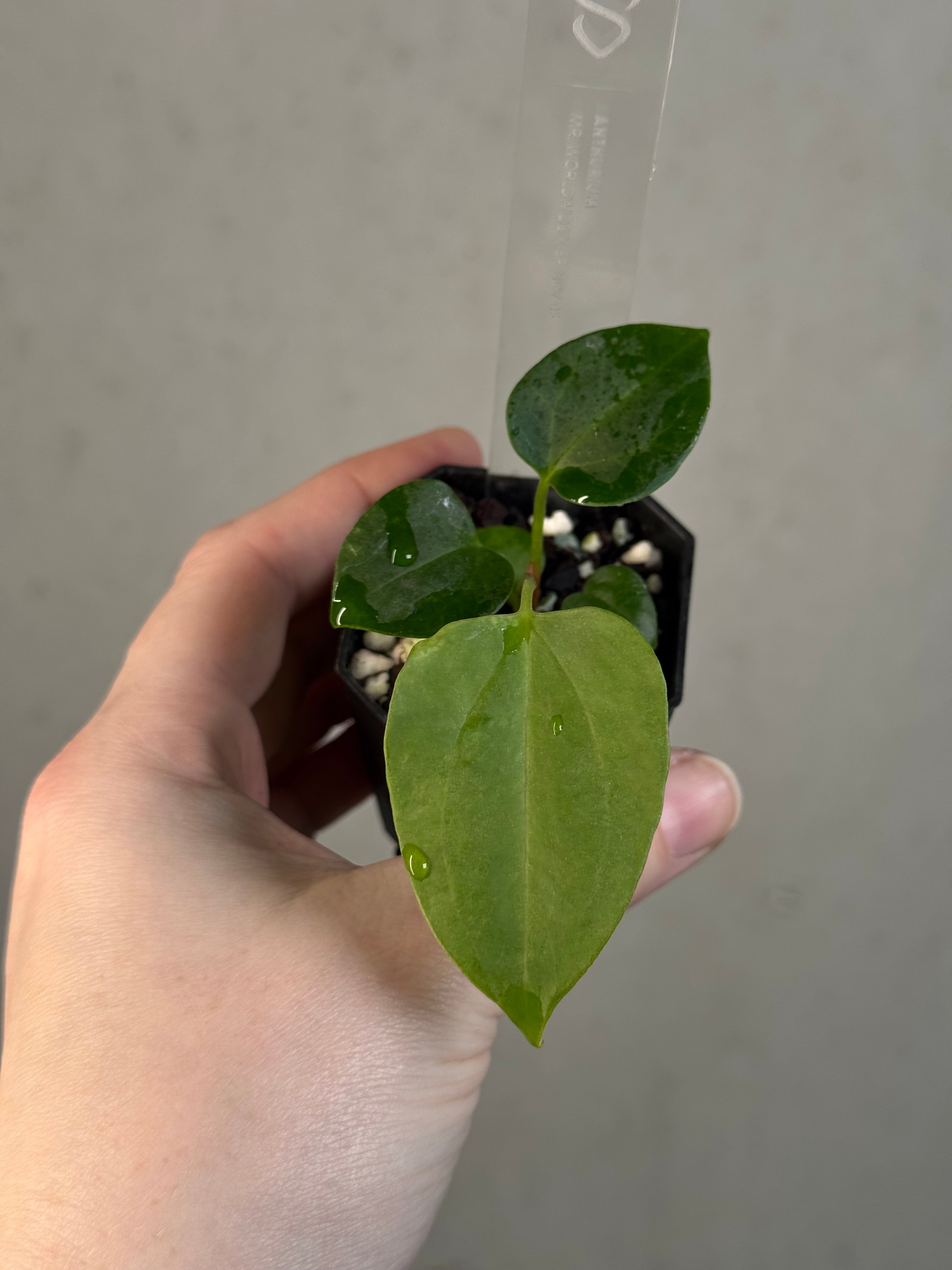 Anthurium Mr. Worldwide x sp. Nov DF