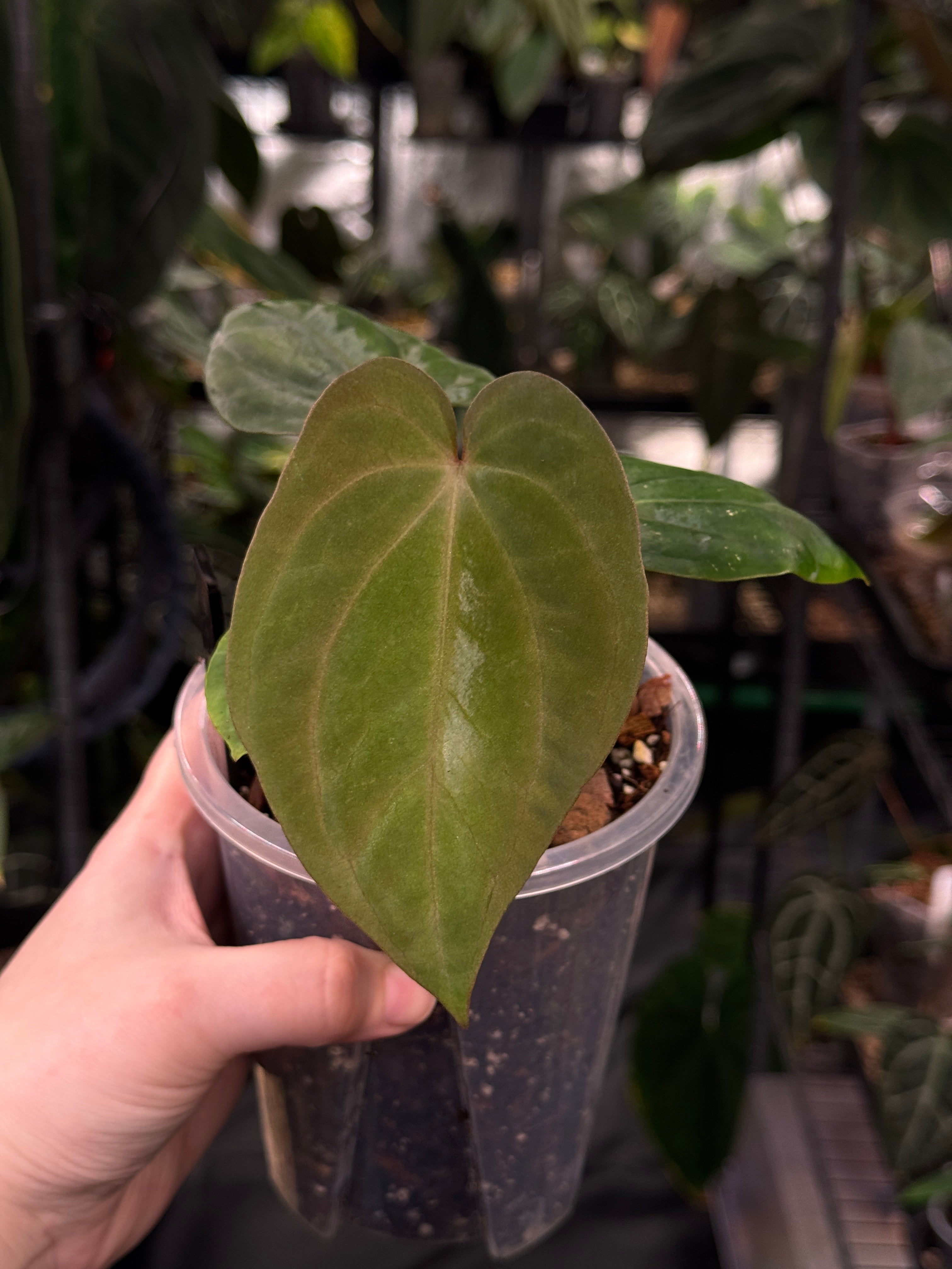 Anthurium Antolakii / BVEP RF1 x 'Dark Star'