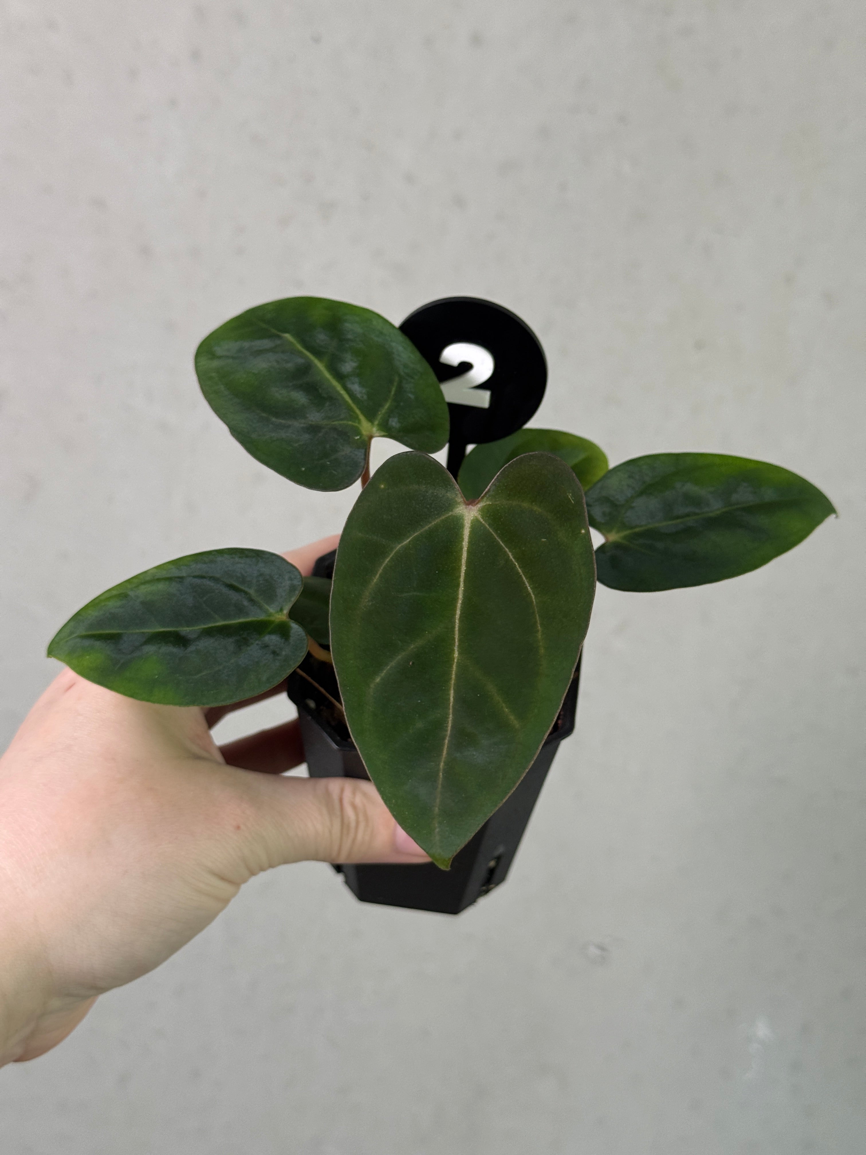 Crystallinaminum Anthurium Carlablackiae RA10 x sp. Nov plant with dark glossy leaves and vibrant red spathe, ornamental houseplant.