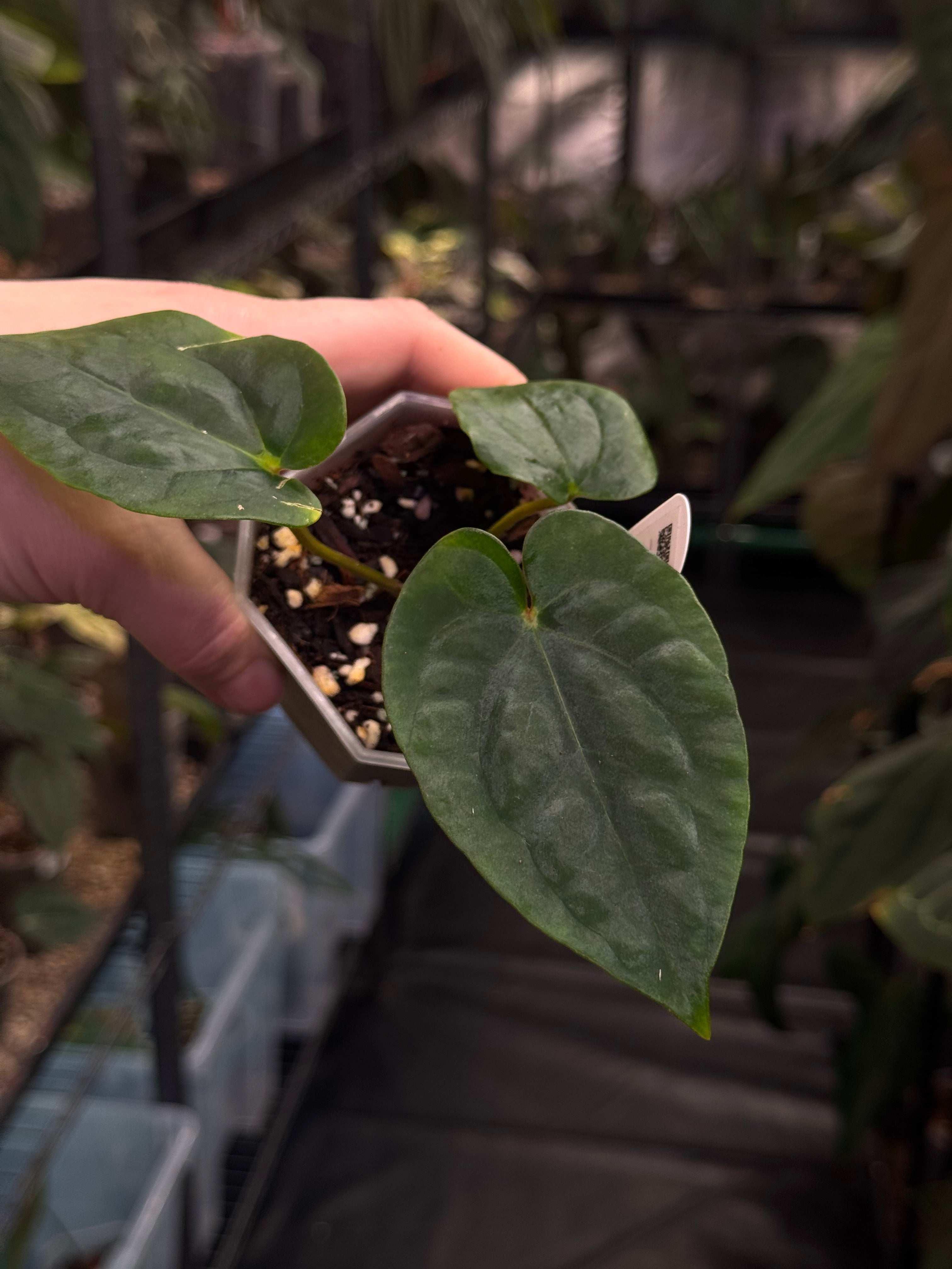 Anthurium (Dressleri RG F2 Dark x Carlablackiae 'Amanda') x Dressleri RG