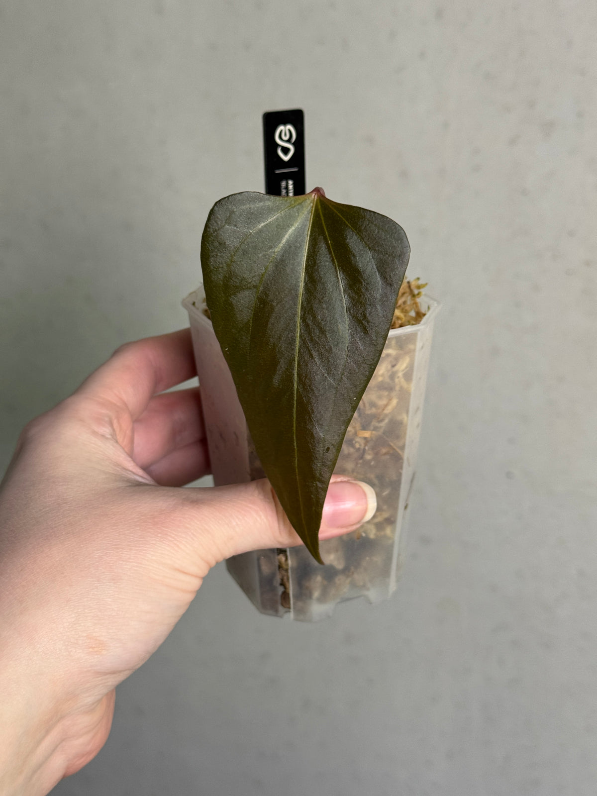 SMUKHI Anthurium 'Black Sweet' plant with glossy, dark foliage and vibrant spathe, showcasing its unique black and red flowers.