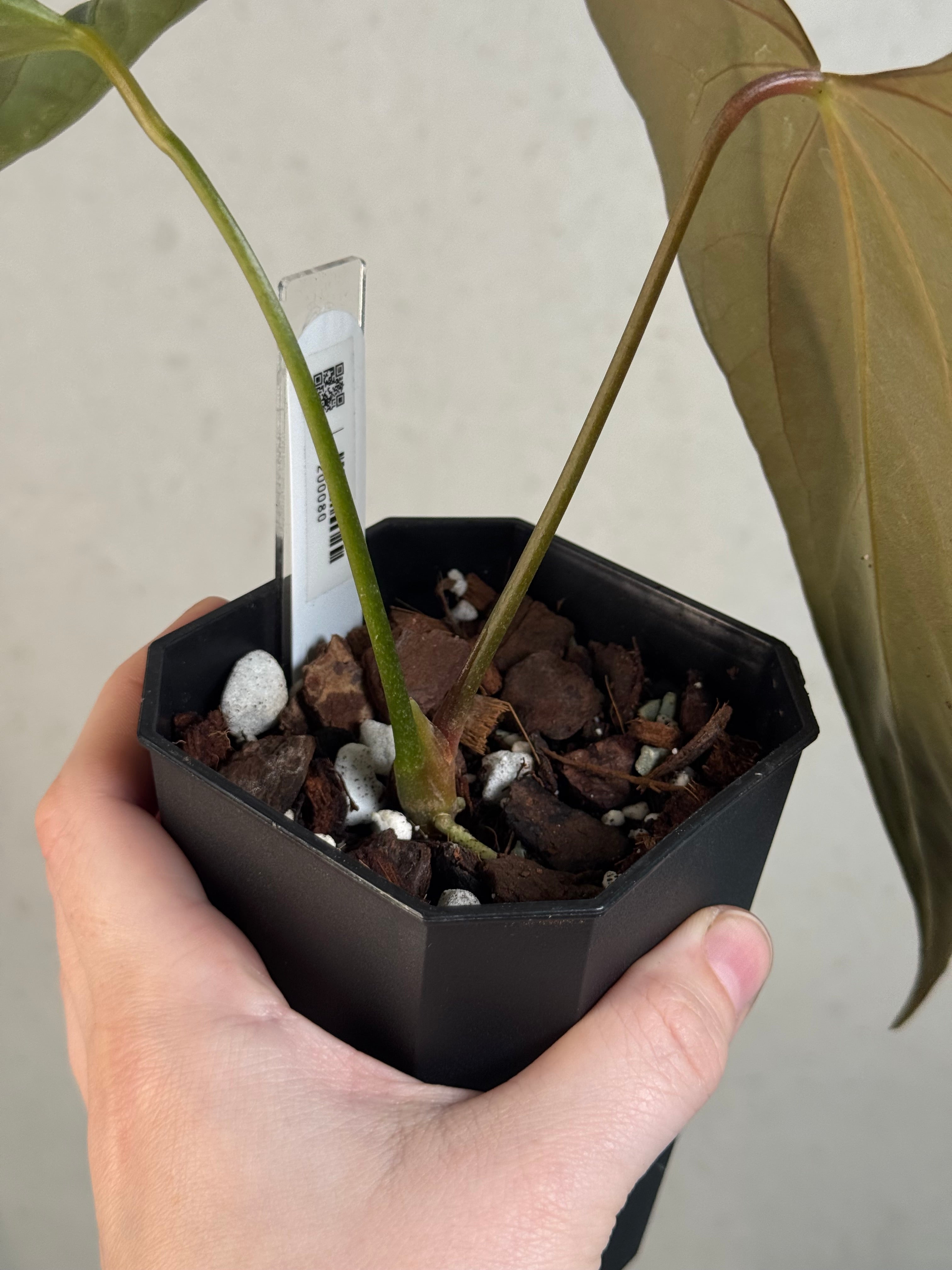 Anthurium Indo Portillae - Clone