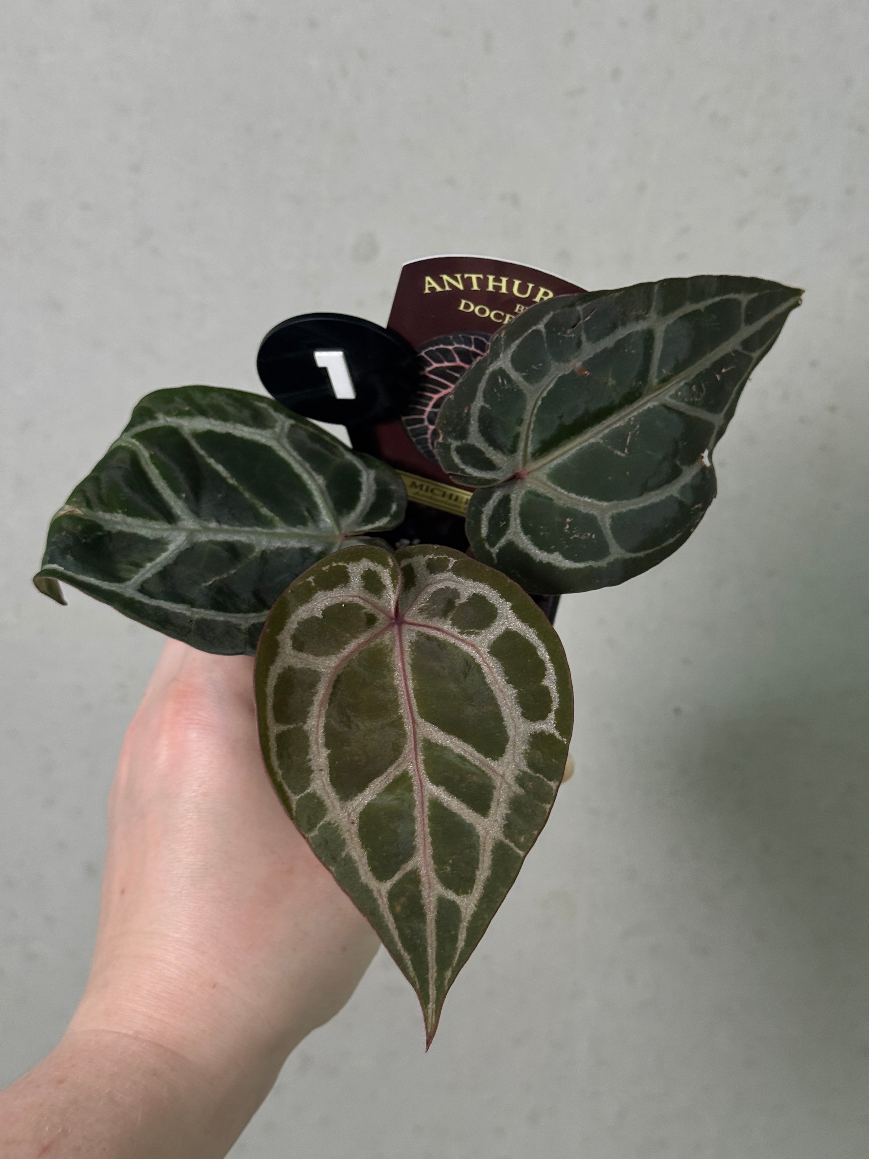 Anthurium Michelle