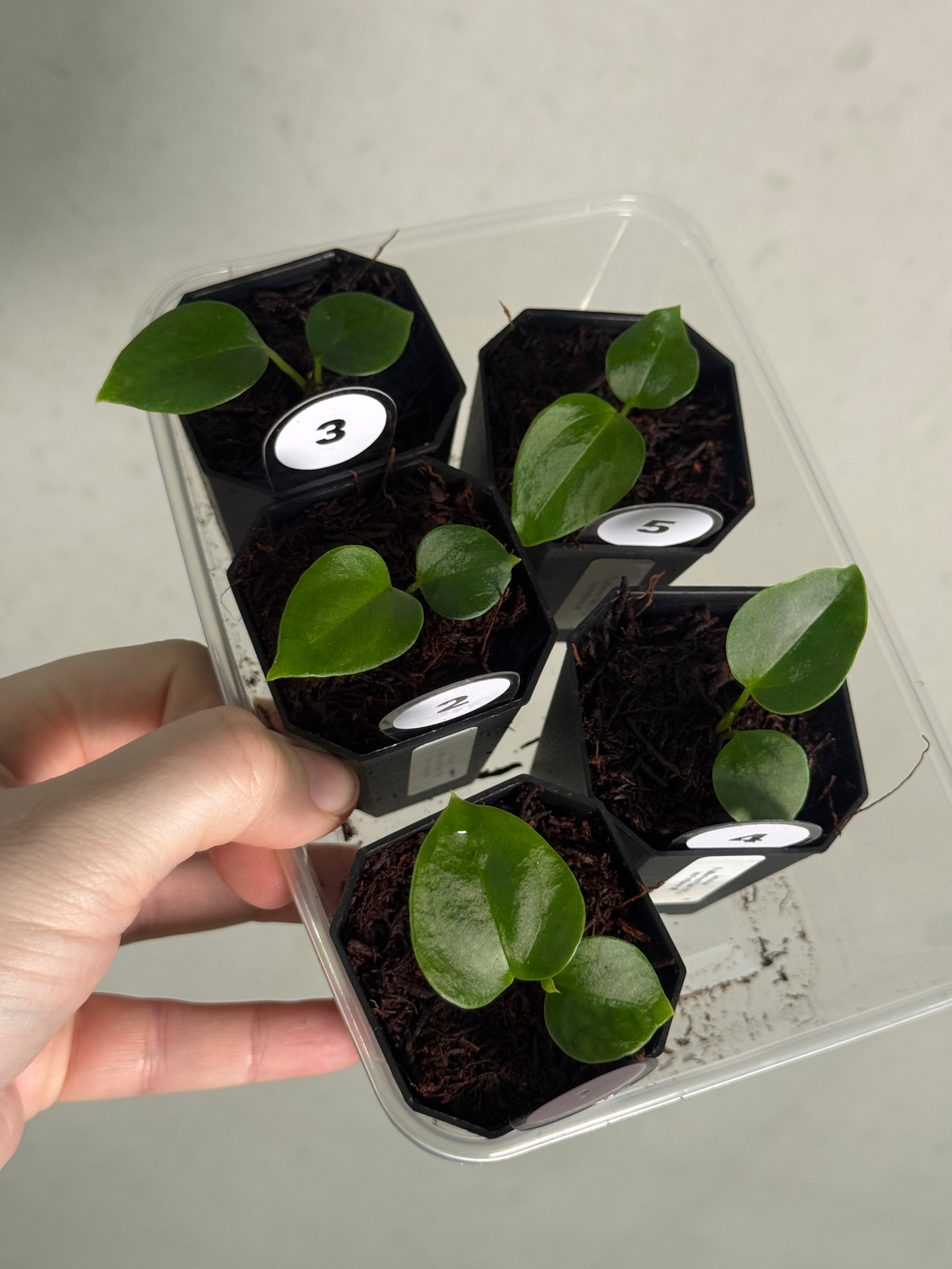 Anthurium (Papillilaminum 'Marie' x 'IL') x Indo Portillae or self - SMUKHI