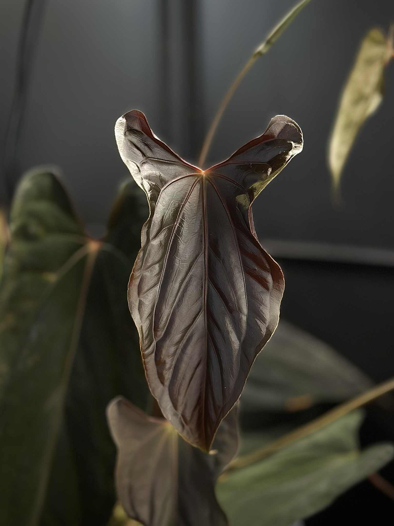 NFS: Anthurium RLxFS x (Ralph Lynam x self)