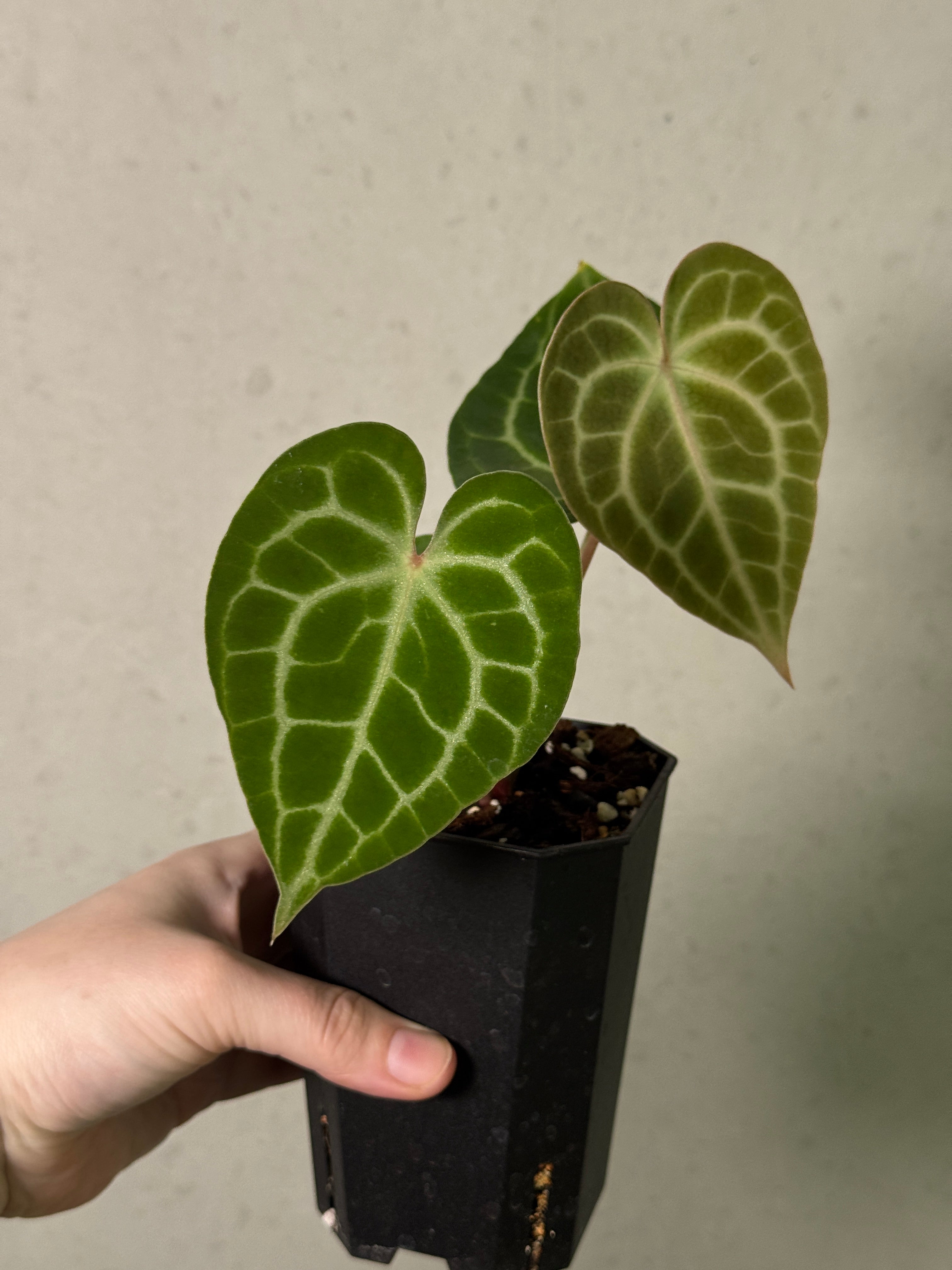 Anthurium King Clarinervium ‘Sulanjana’