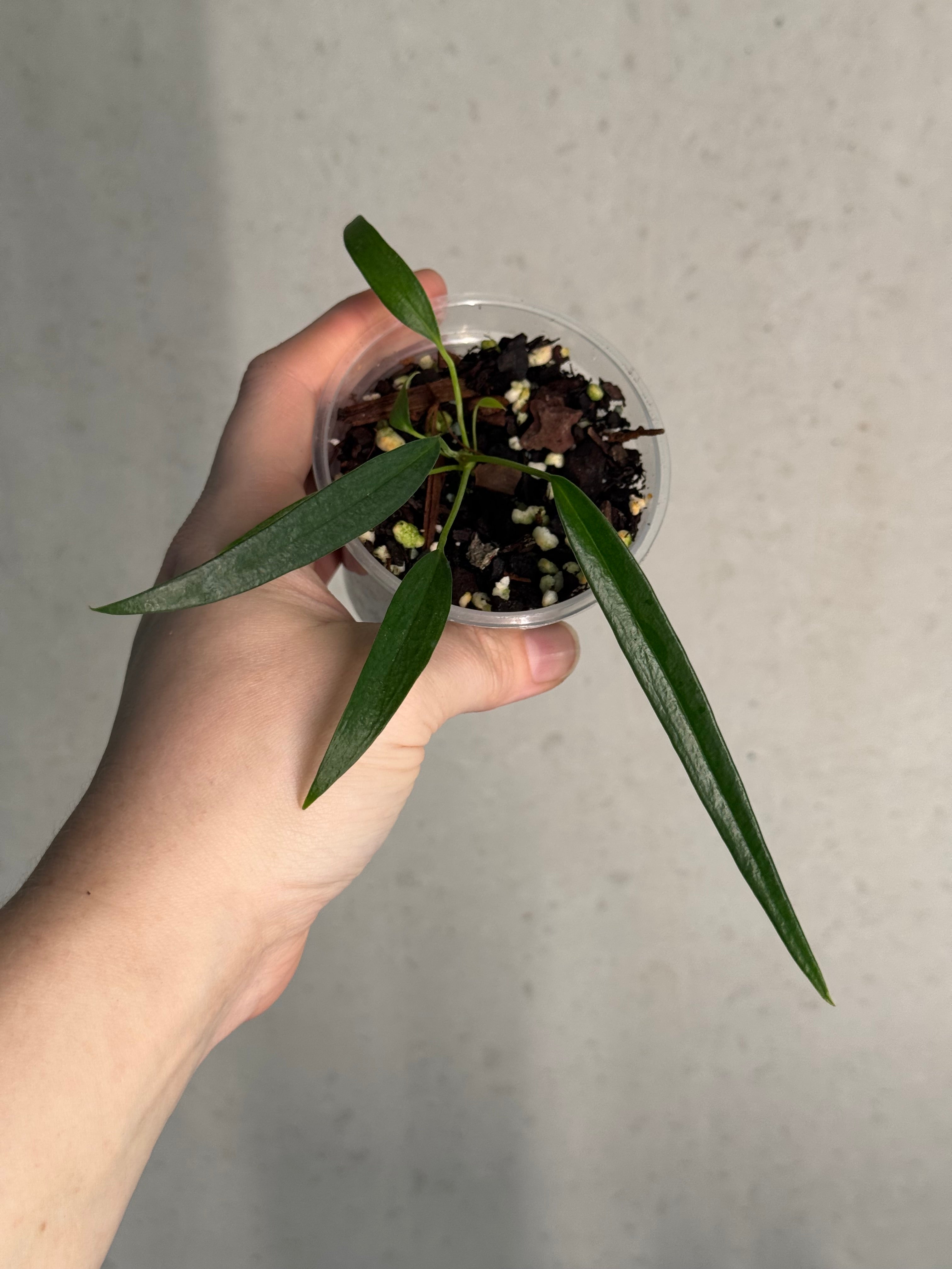 Anthurium Friedrichsthalii S1