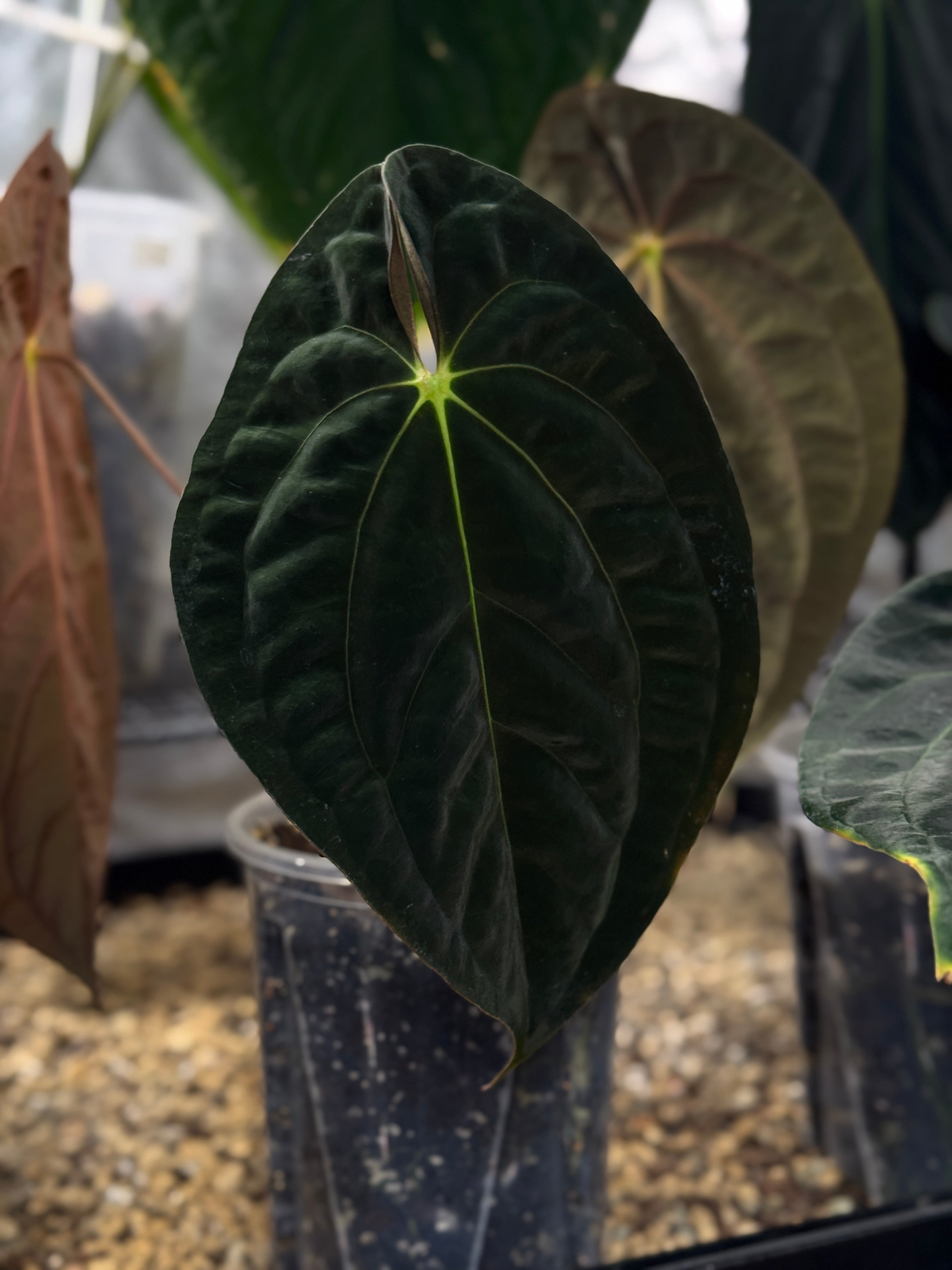 Anthurium Papillilaminum 'Guna Yala' - Clone