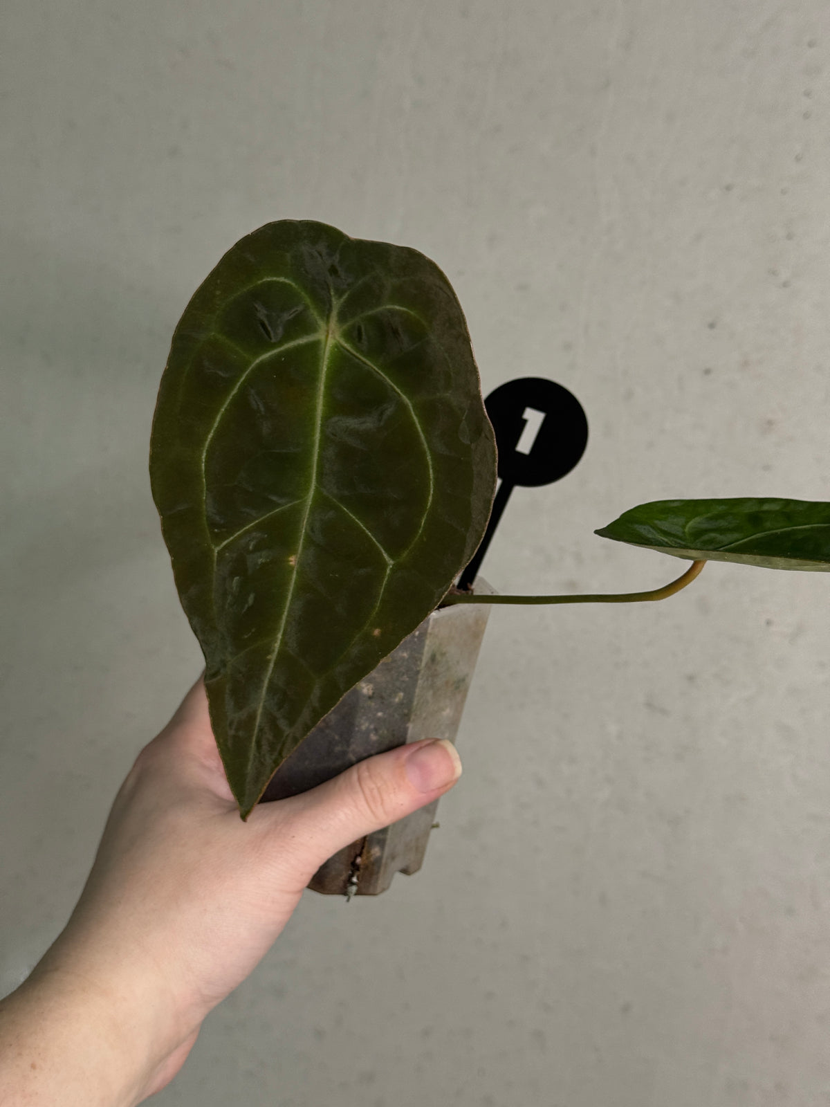 Anthurium Forgetii x open
