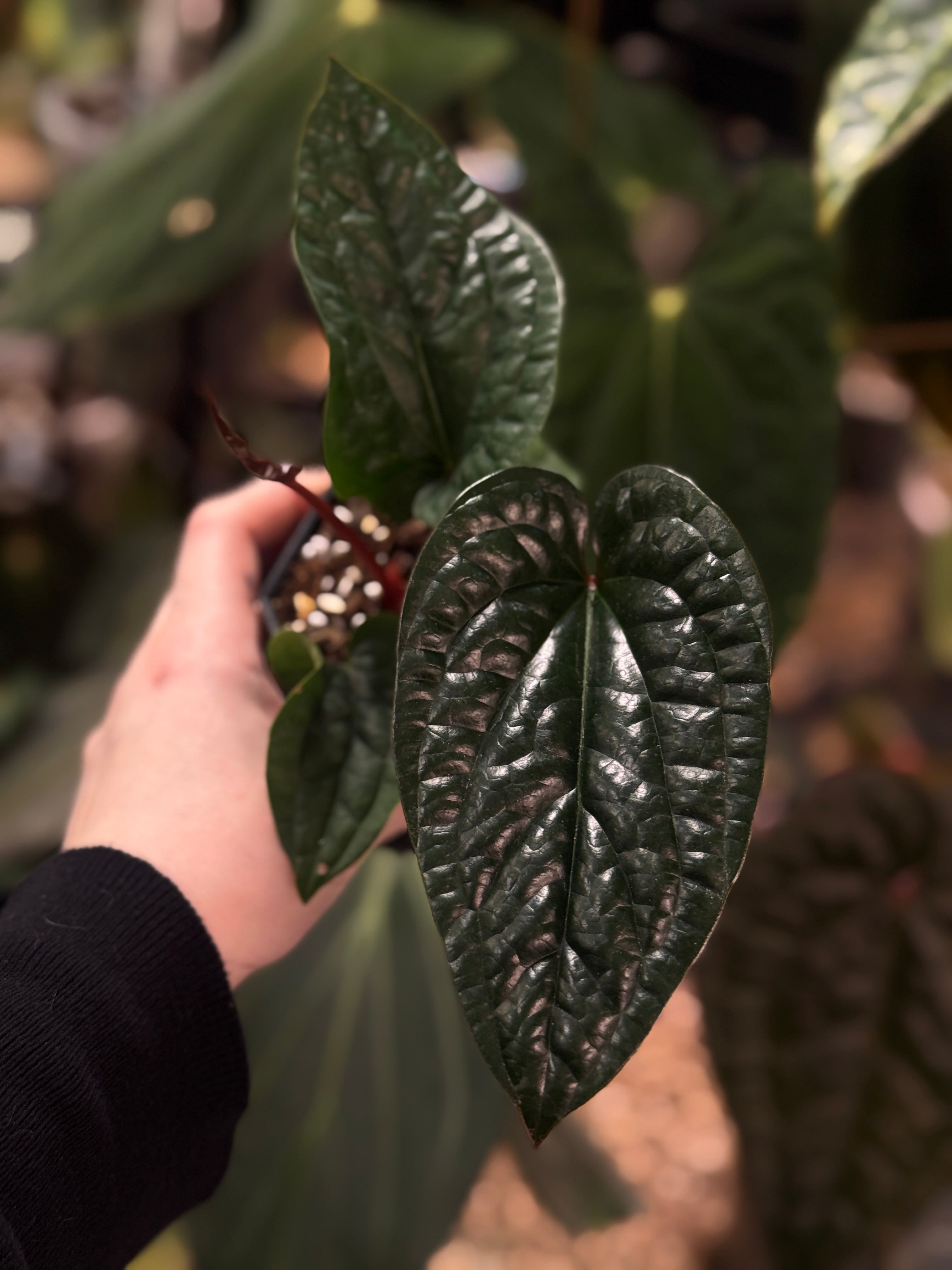 Anthurium Radicans x Luxurians - SMUKHI