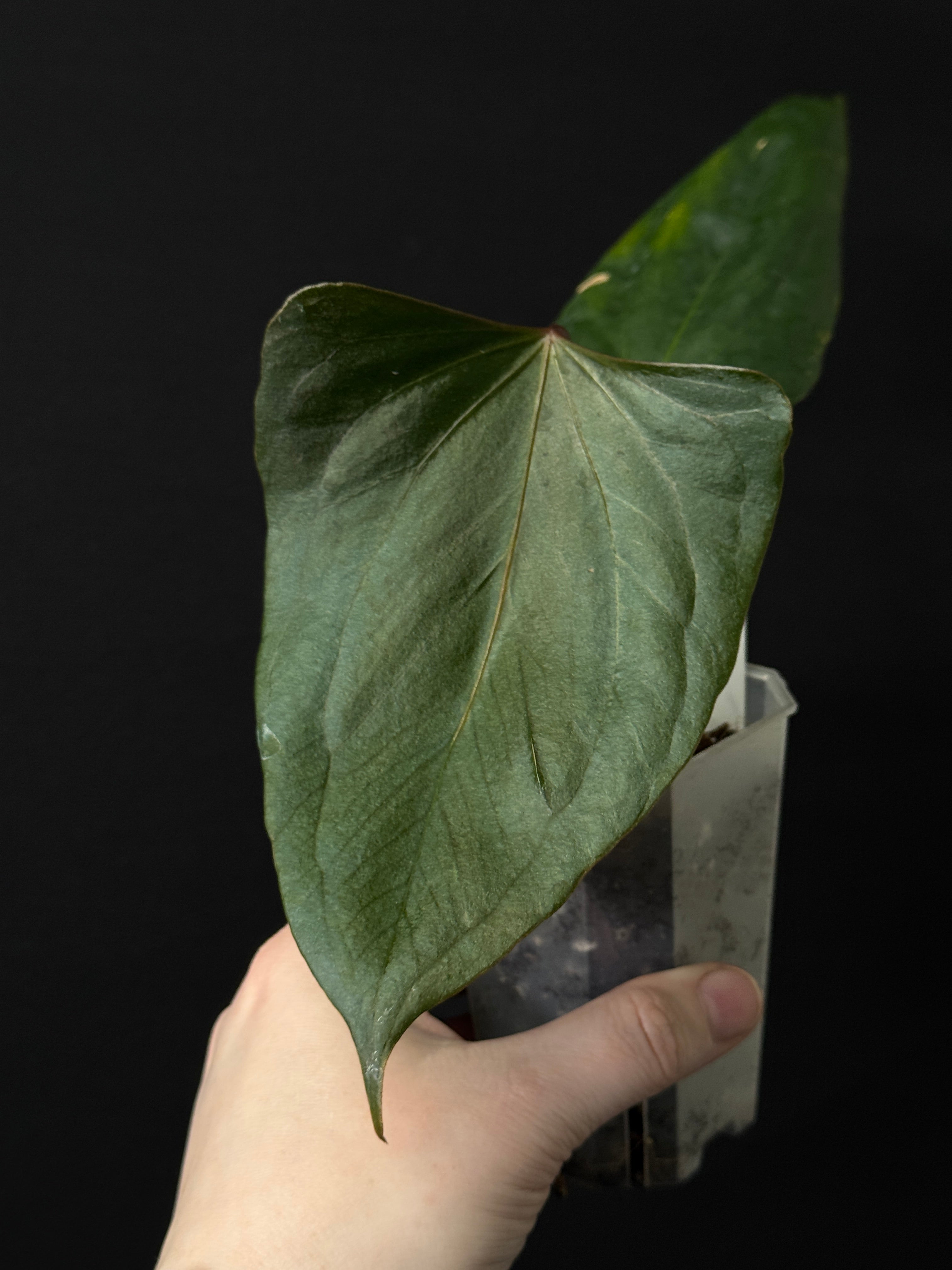 Anthurium ‘Black Sweet’ - Clone