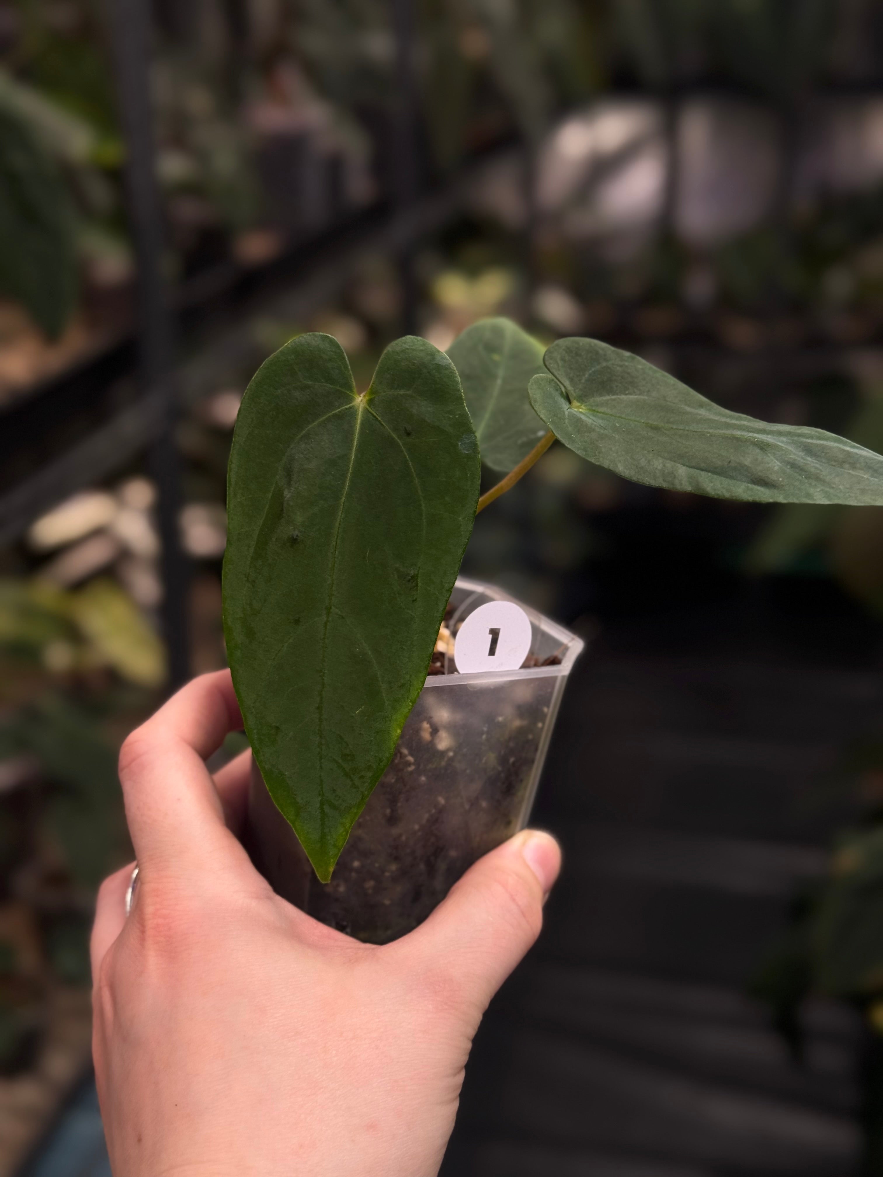 Anthurium RLxFS x self