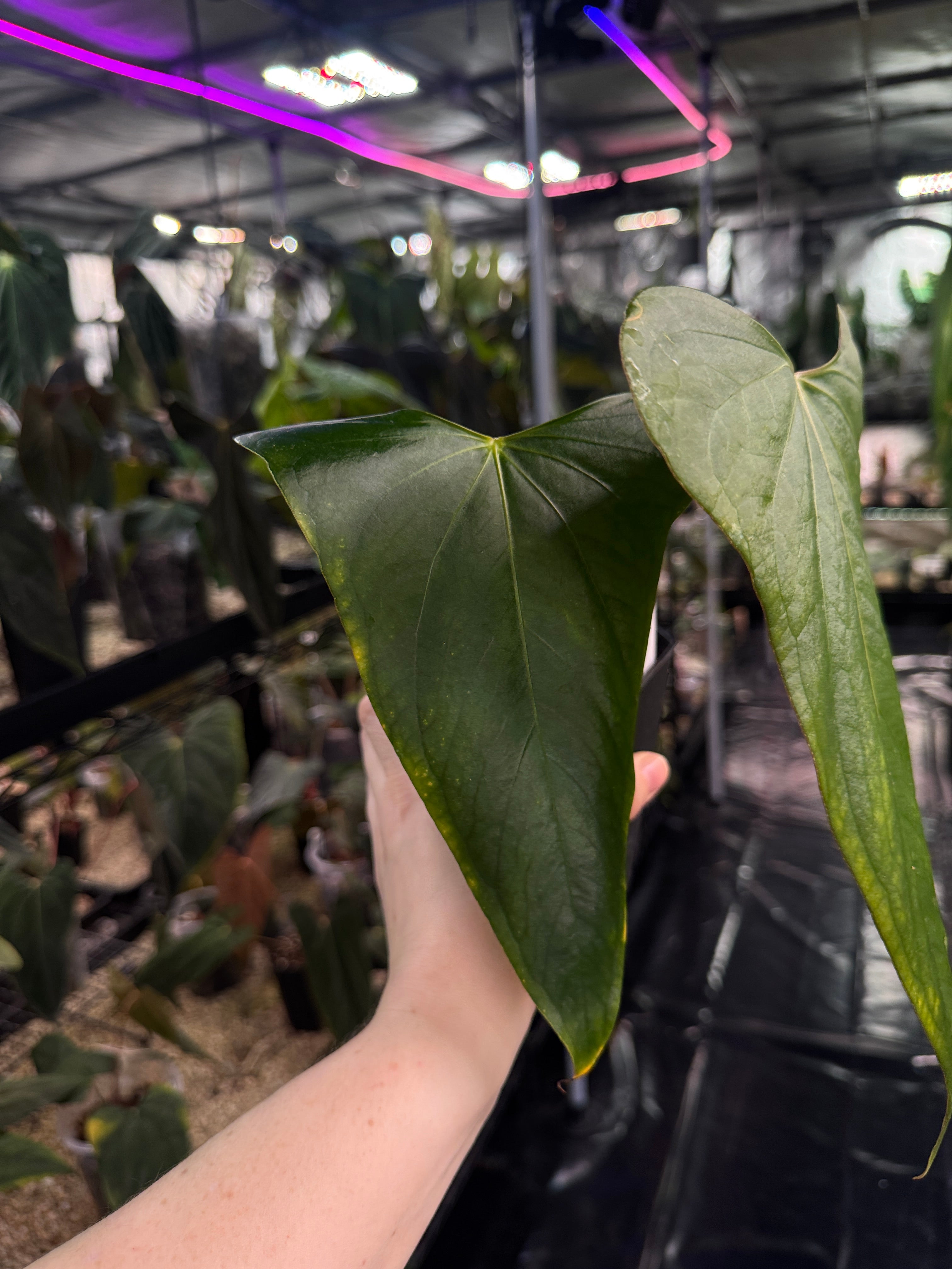 Anthurium Indo Portillae