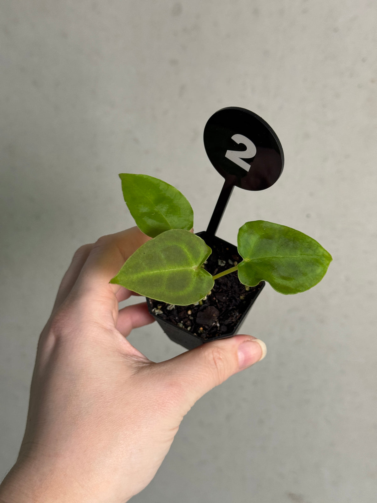 Anthurium Forgetii x Open plant by SMUKHI with vibrant green, heart-shaped leaves and striking foliage.