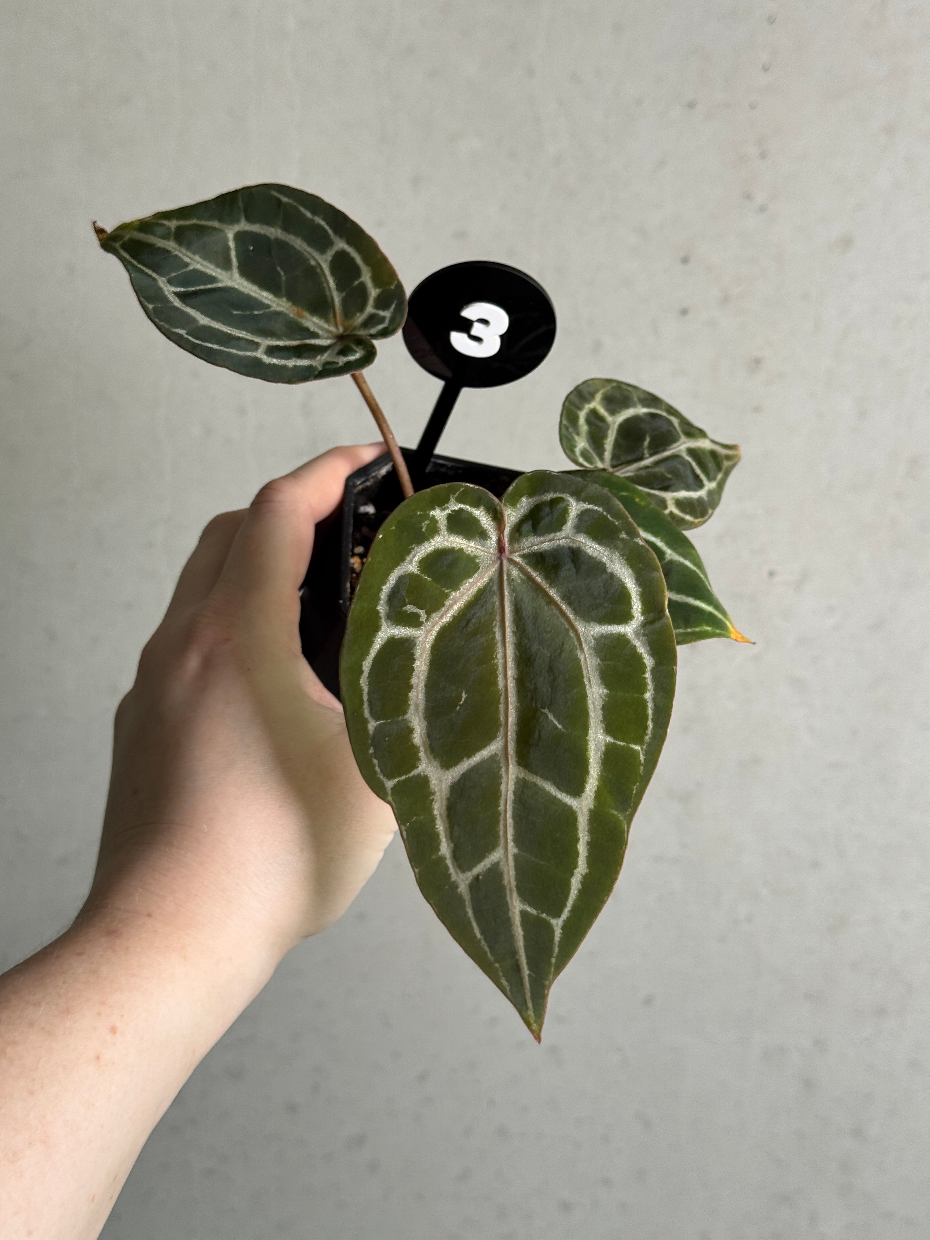 Healthy Anthurium Michelle plant with vibrant red spathes and lush green leaves, part of DocBlock's indoor plant collection.