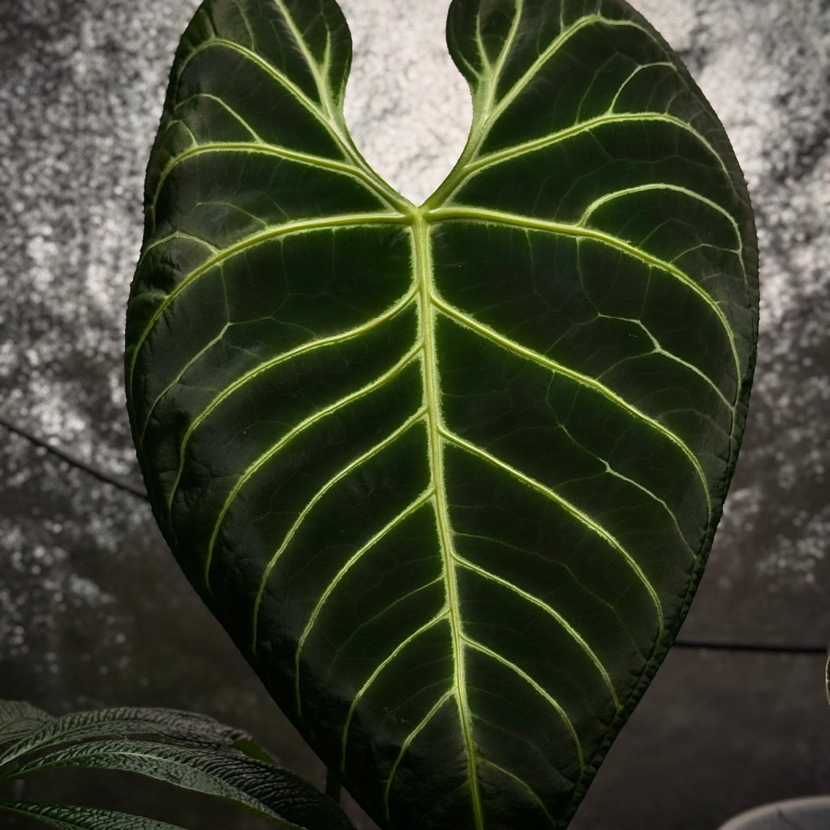 anthurium regale dark form NFS: Anthurium Regale