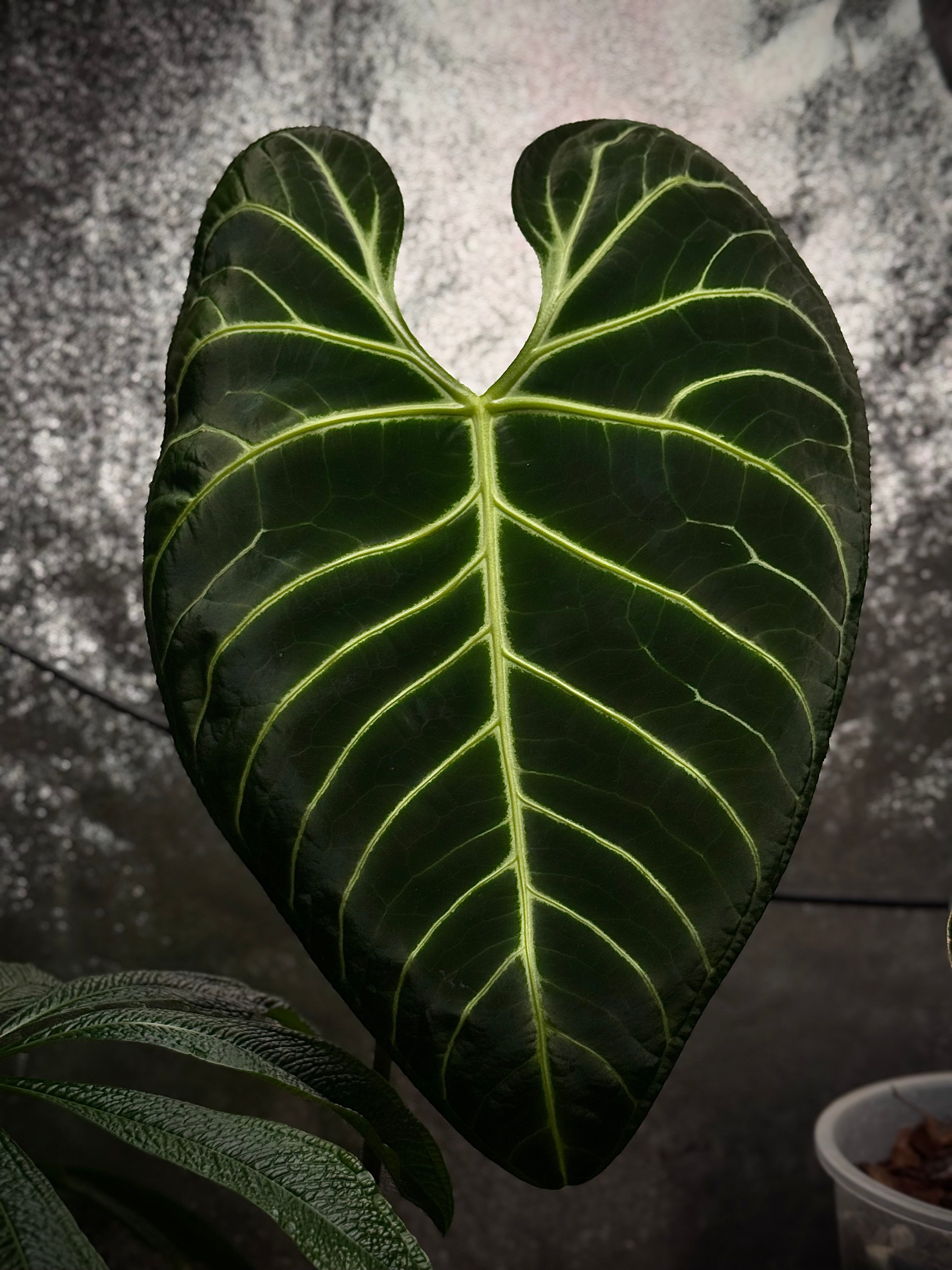 NFS: Anthurium Regale #1 - SMUKHI