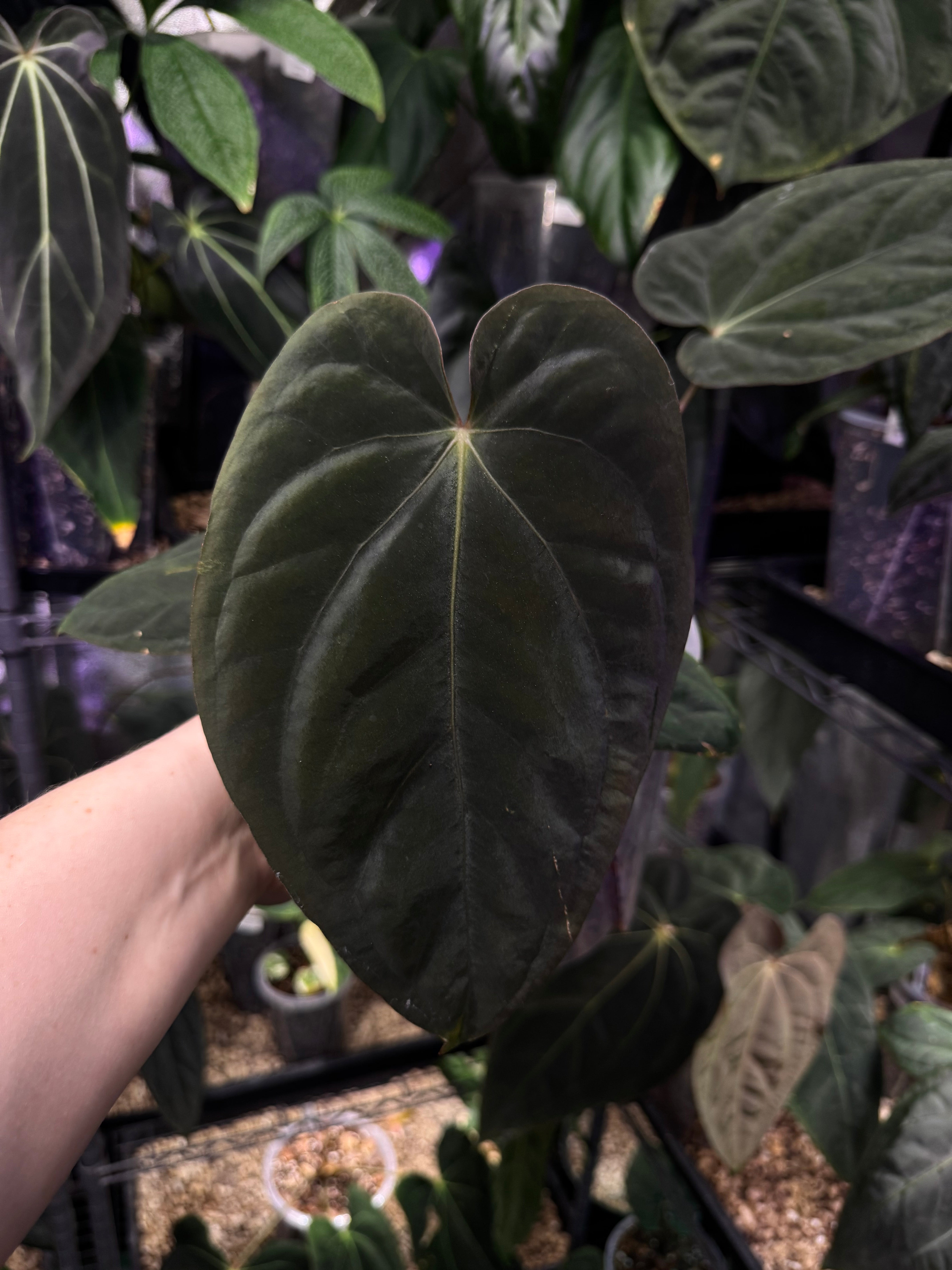 NFS: Anthurium Antolakii / BVEP (Round x Felix) x Felix #2