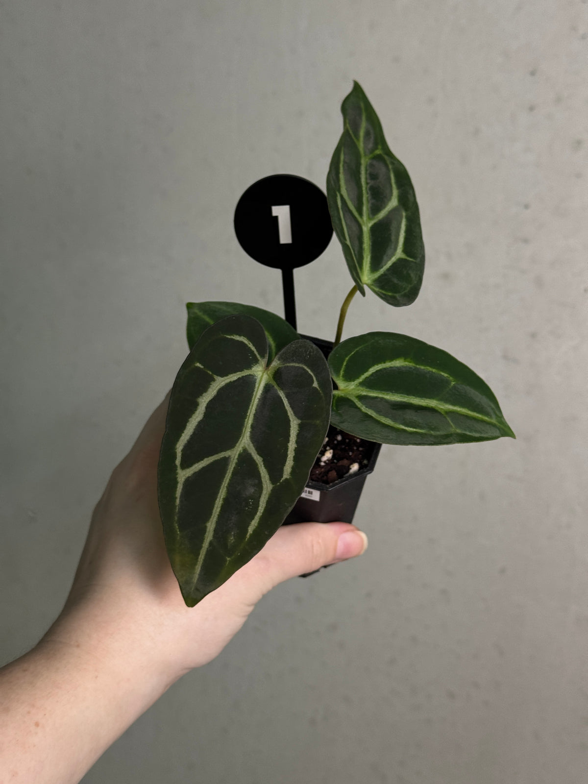 Crystallinaminum Anthurium Carlablackiae ex WU x RA10 plant with dark glossy leaves and vibrant spathes, close-up view of foliage and flowers.