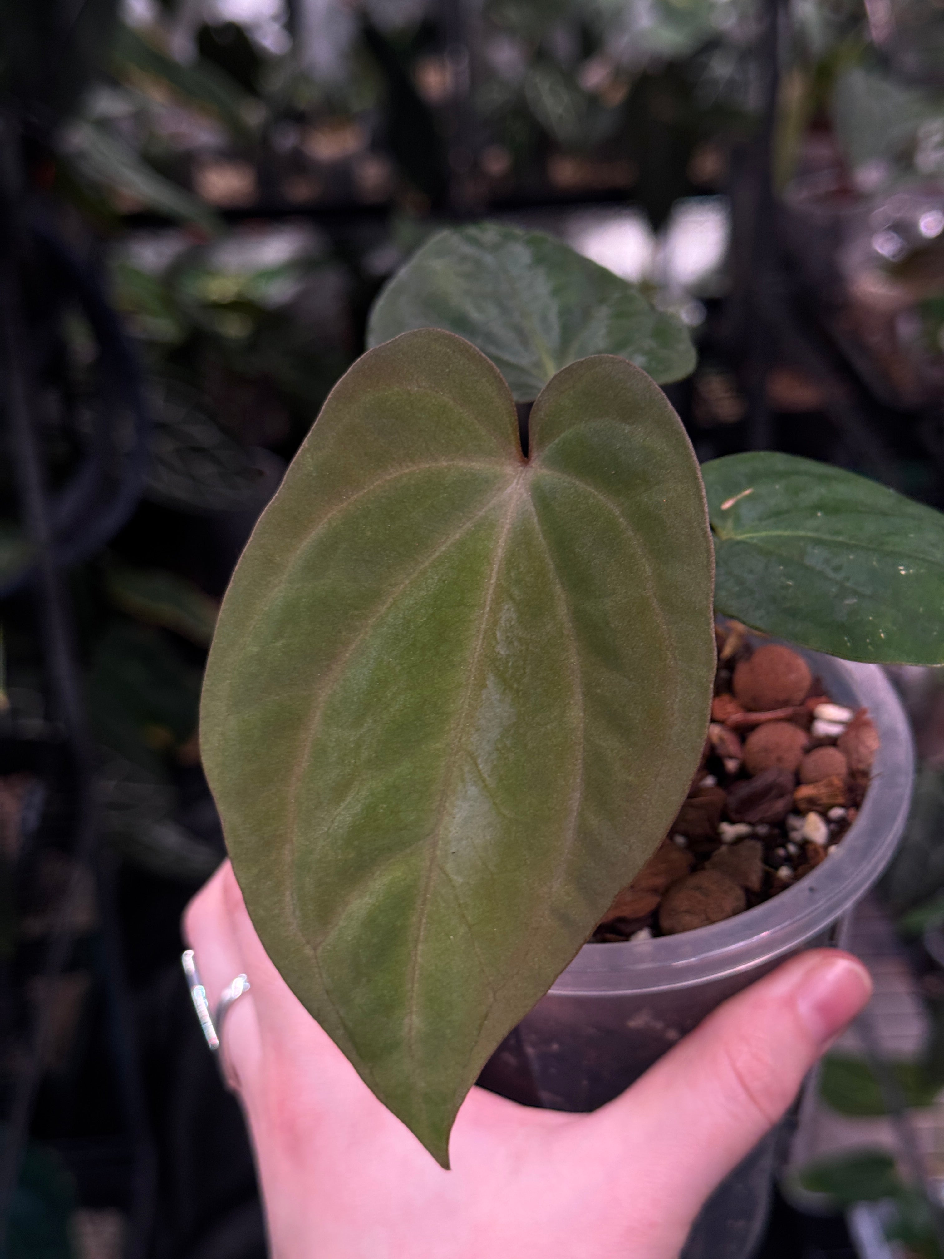 Anthurium Antolakii / BVEP RF1 x 'Dark Star'