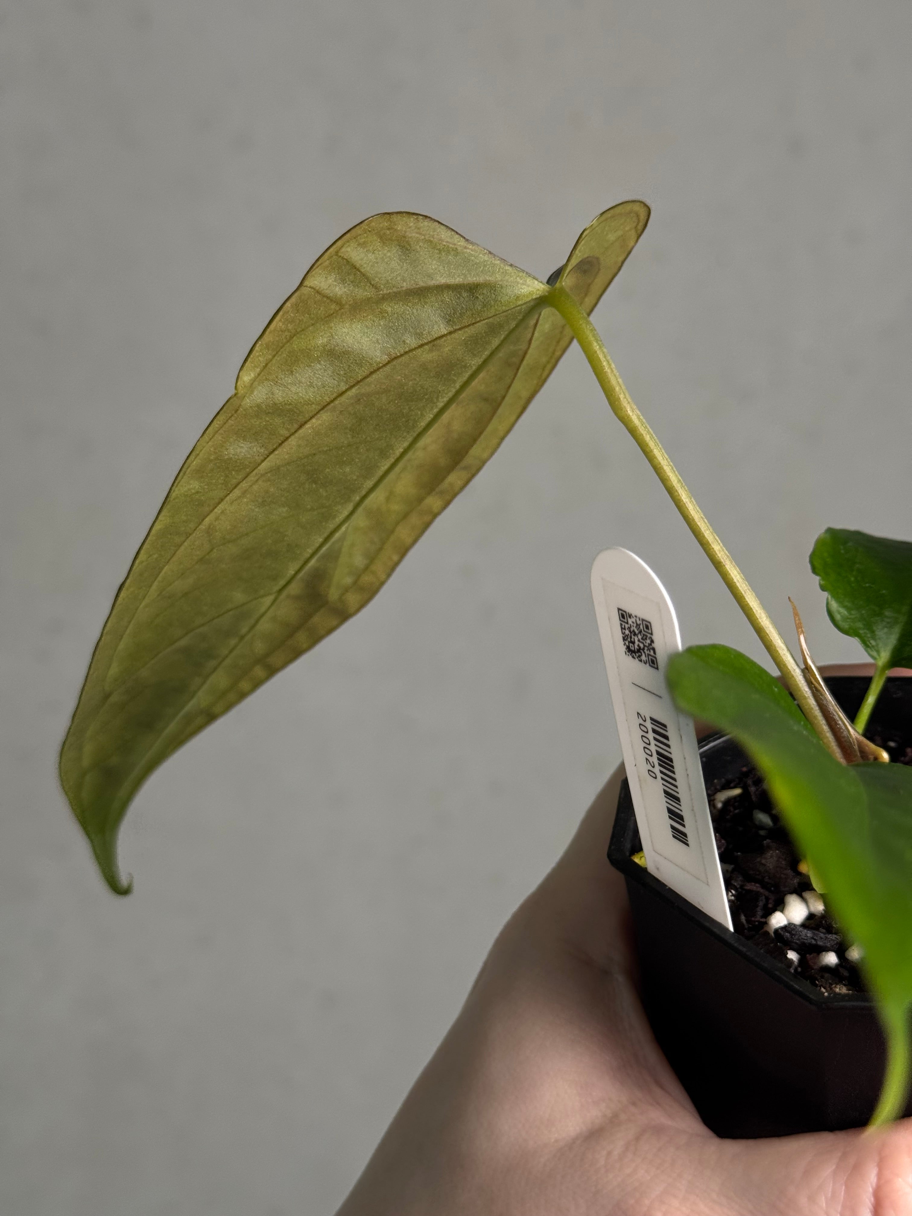 Anthurium Indo Portillae x self - SMUKHI