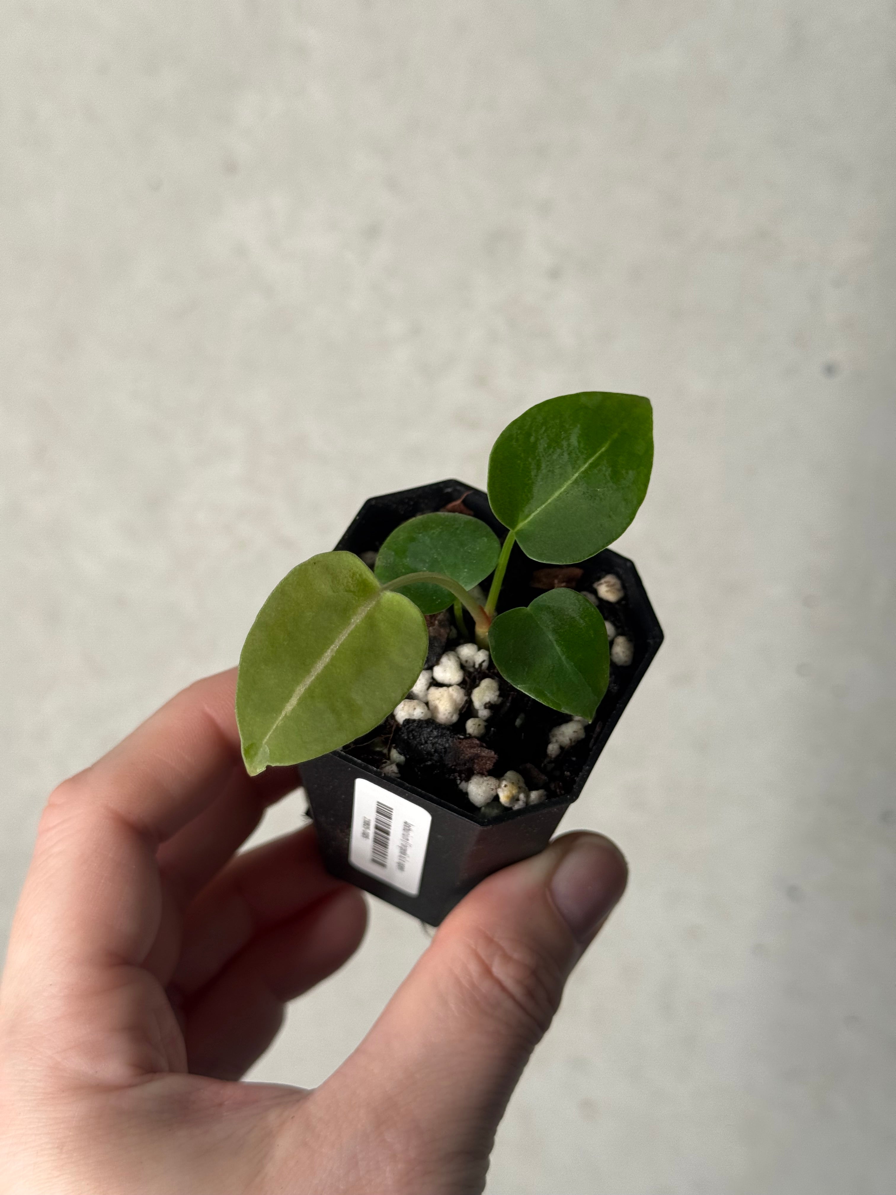 Anthurium (Forgetii x) x open