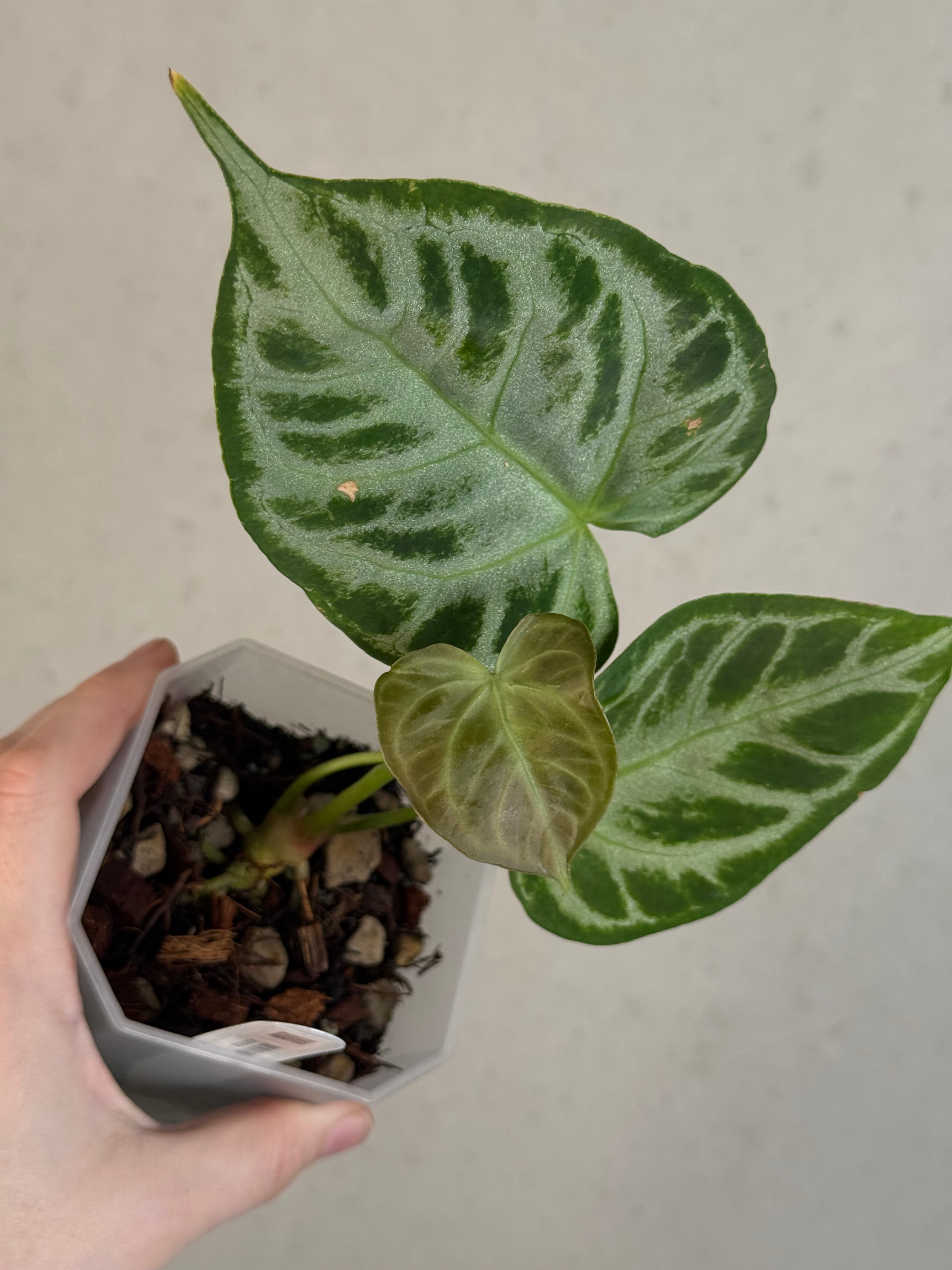 Anthurium 'Silver Blush'